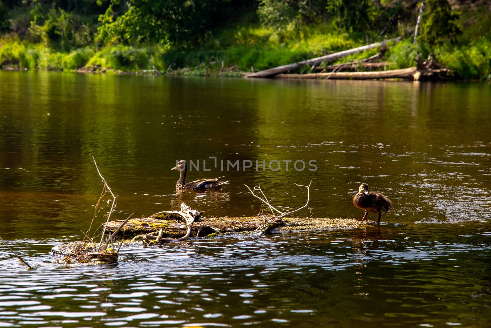 Ducks swimming in the river Gauja. Ducks on the wooden log in the middle of the river Gauja in Latvia. Duck is a waterbird with a broad blunt bill, short legs, webbed feet, and a waddling gait.