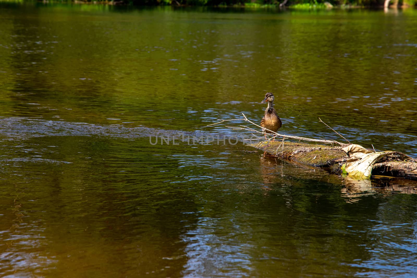 Duck swimming on log in the river in Latvia. by fotorobs