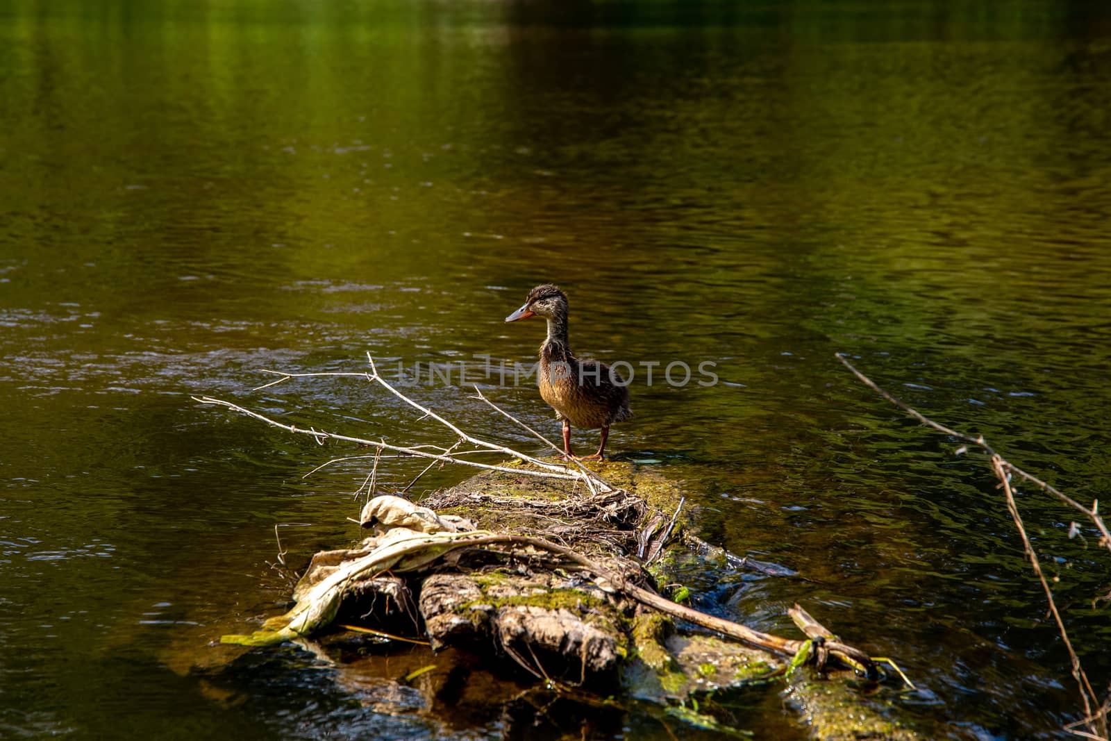 Duck swimming in the river Gauja. Duck on the wooden log in the middle of the river Gauja in Latvia. Duck is a waterbird with a broad blunt bill, short legs, webbed feet, and a waddling gait.