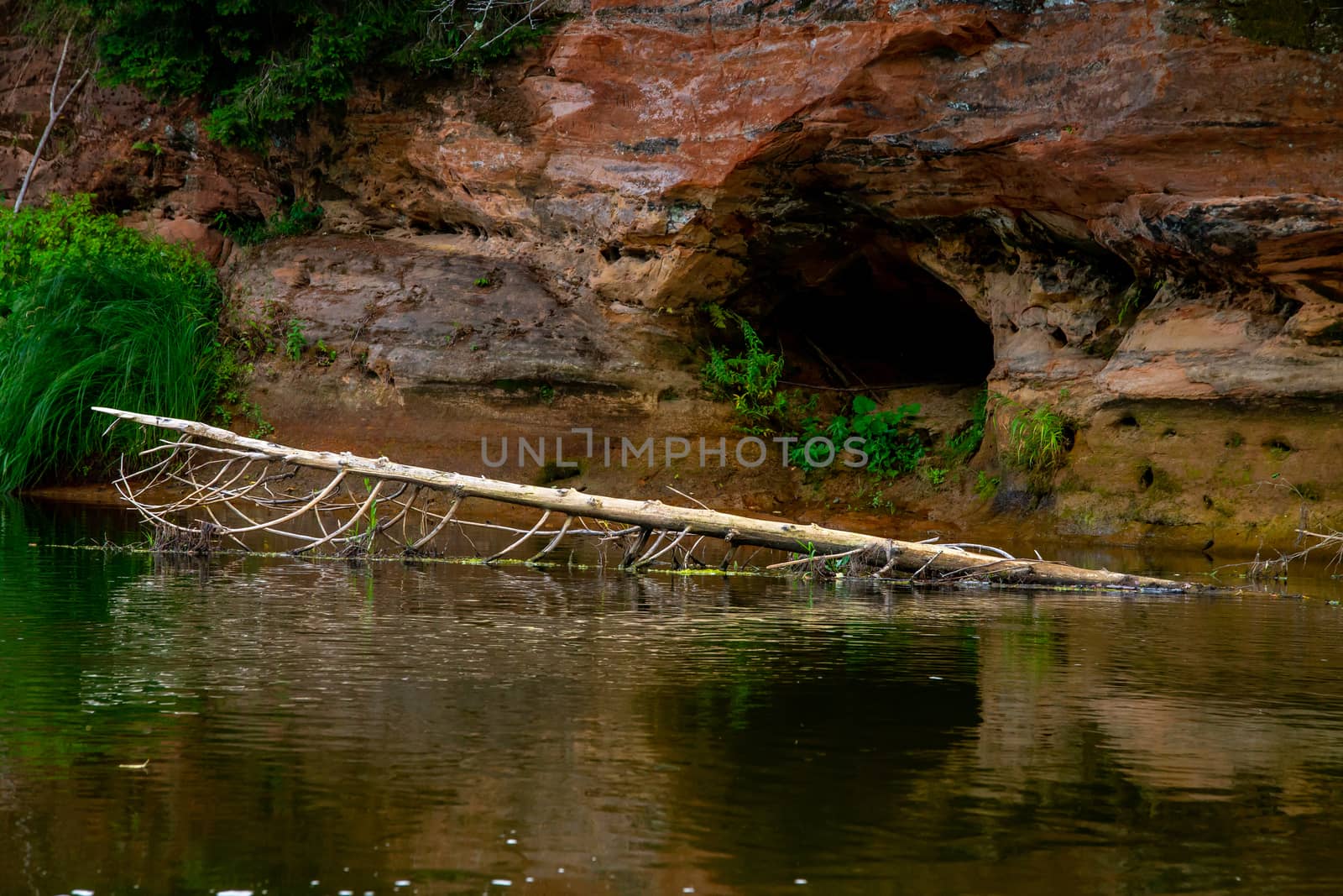 Closeup of sandstone cliff formation with cave on bank of river Gauja in Latvia. Log in the river near the cliff. Gauja is the longest river in Latvia, which is located only in the territory of Latvia. 
