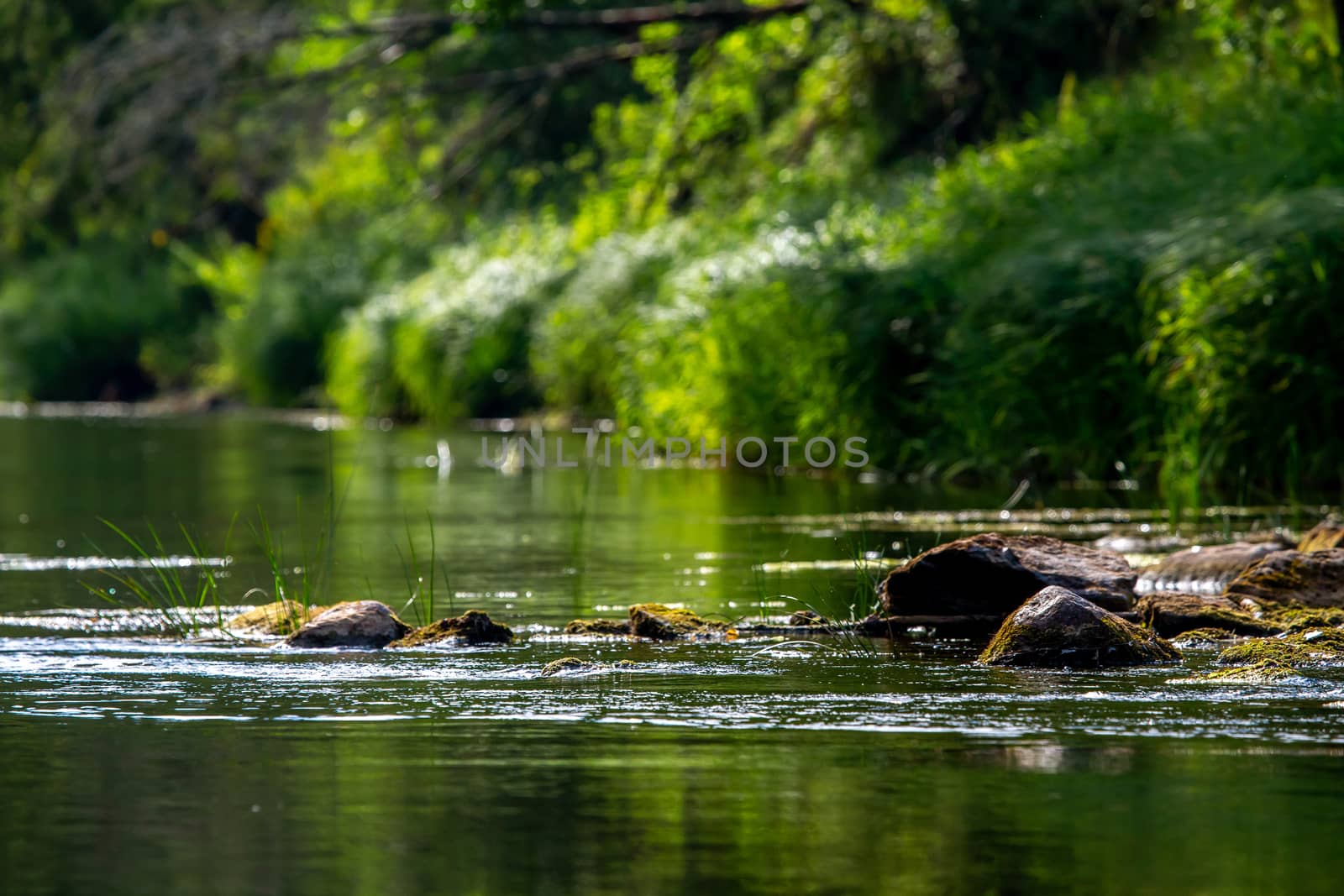 Landscape of flowing river and green forest on coast. Stones in the river. Gauja is the longest river in Latvia, which is located only in the territory of Latvia. 

