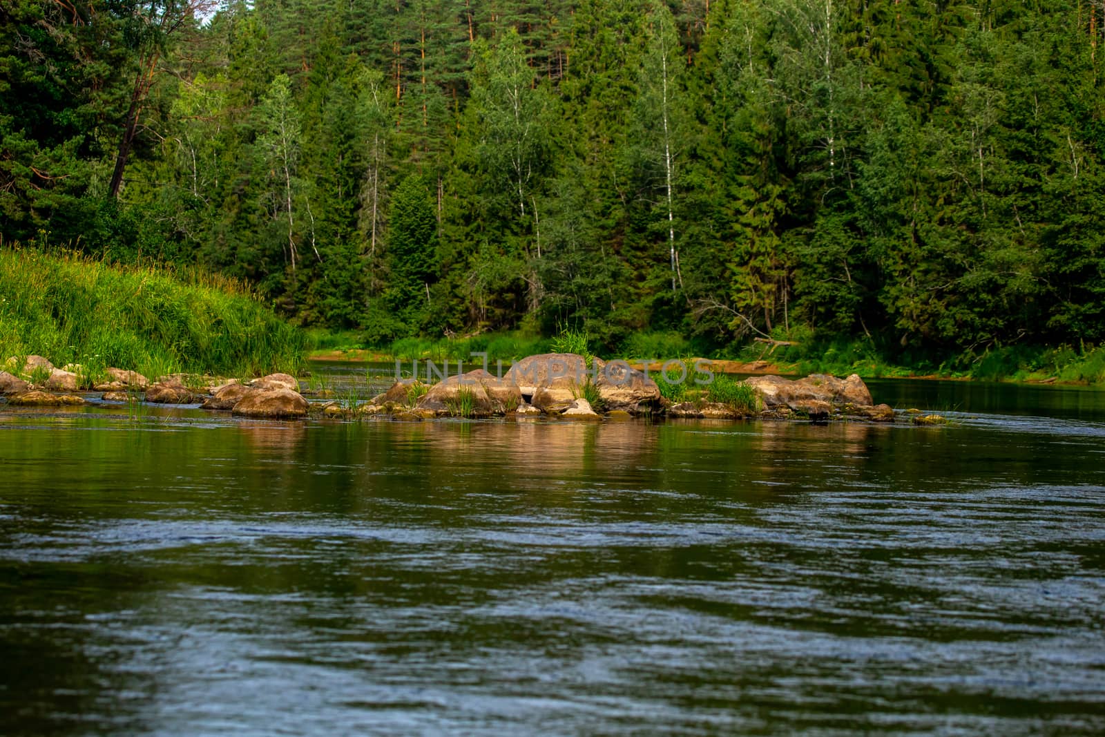 Landscape of flowing river and green forest on coast. Stones in the river. Gauja is the longest river in Latvia, which is located only in the territory of Latvia. 

