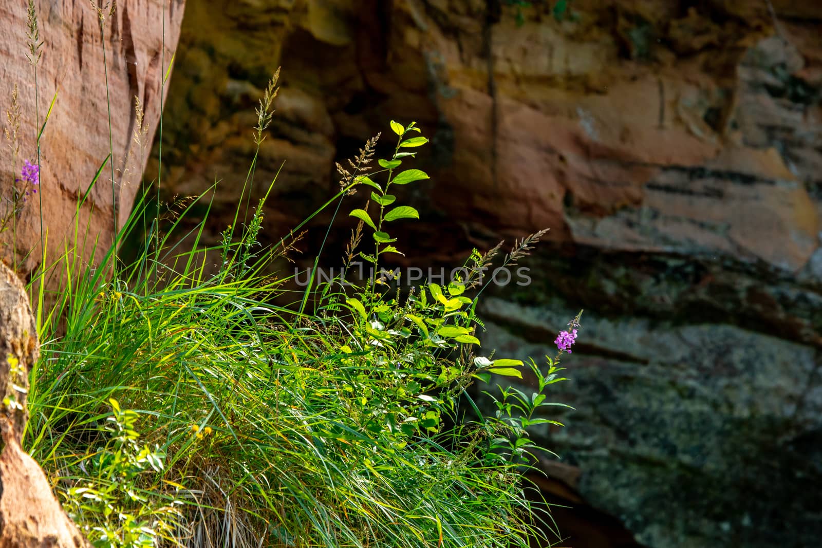 Closeup of sandstone cliff formation near the river. Pink wild flower at the cliff on the river bank. Gauja in Latvia. Sedimentary rock consisting of sand or quartz grains cemented together.