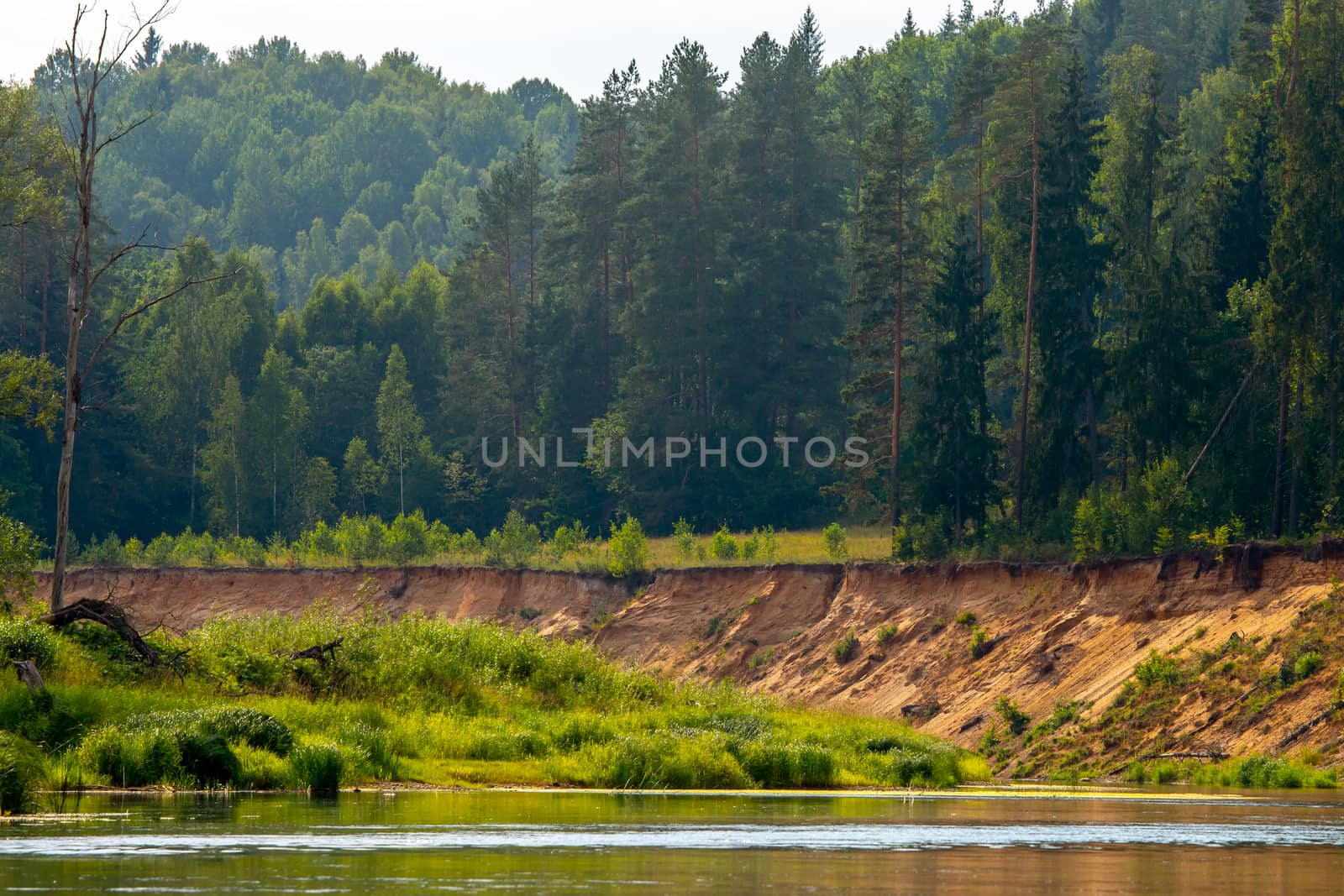 Landscape with little cliff near the river Gauja and forest in the background. The Gauja is the longest river in Latvia, which is located only in the territory of Latvia. 