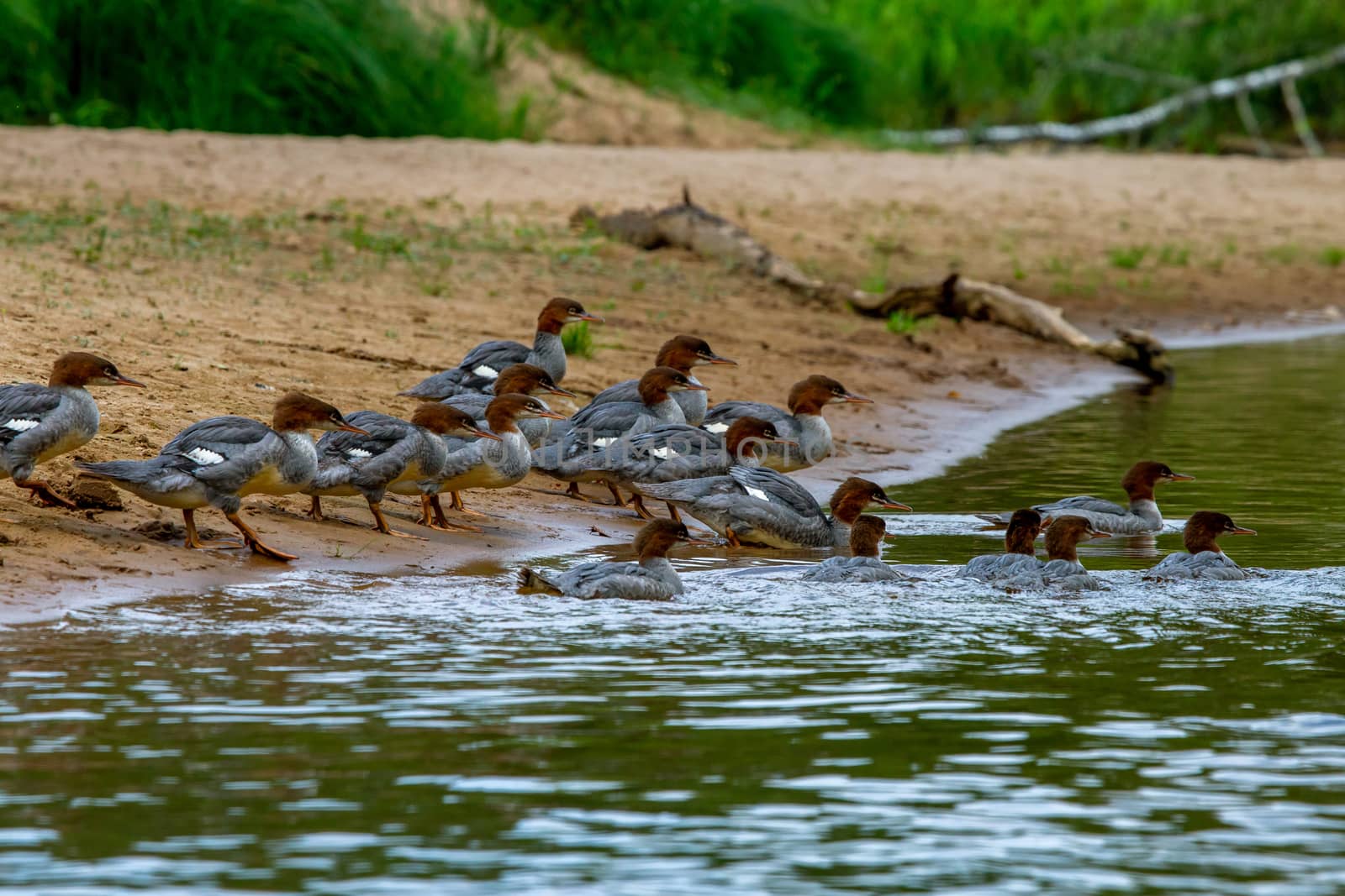 Ducks on bank of the river in Latvia by fotorobs