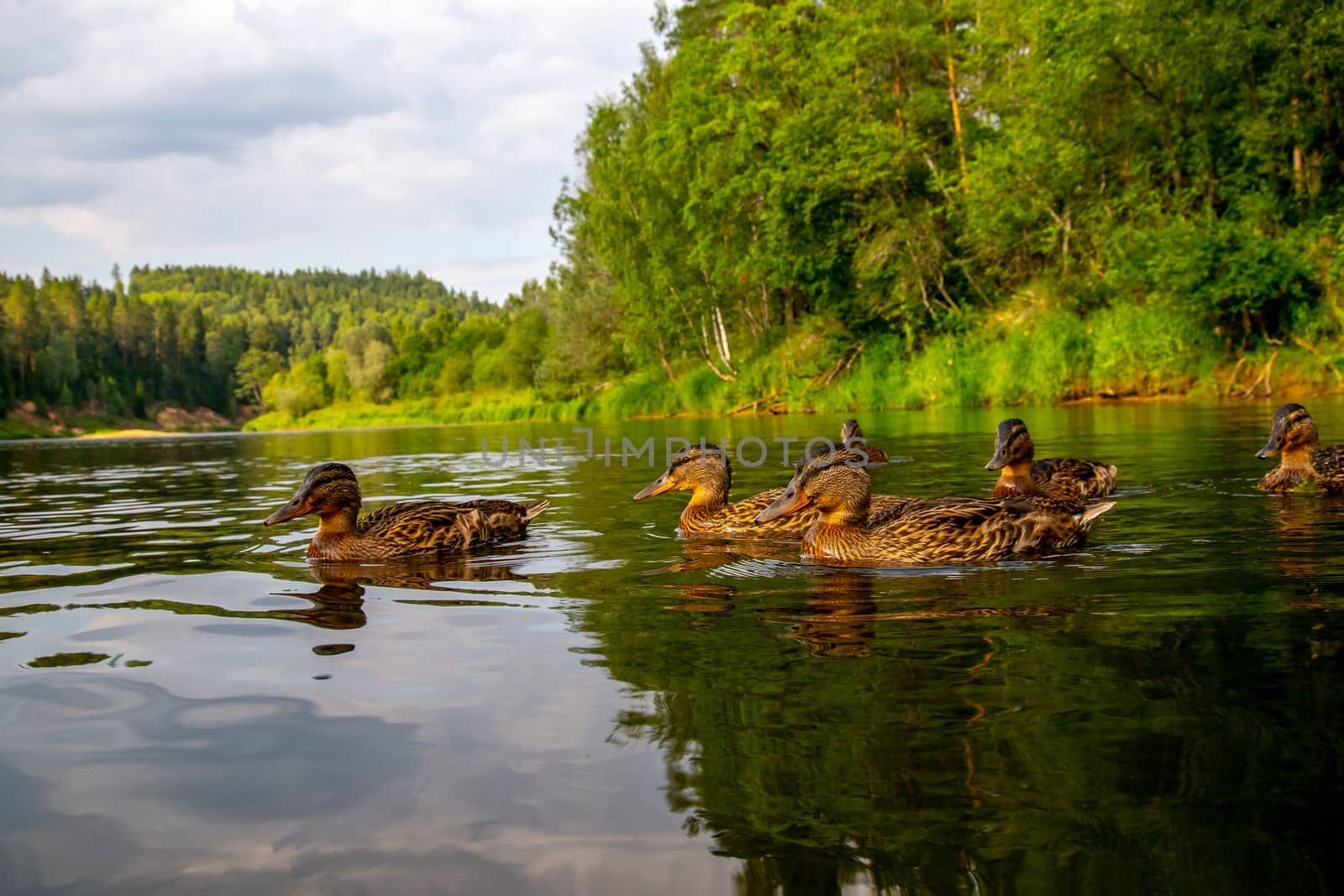 Family of ducks swimming in the river Gauja in sunny summer day, Latvia. Duck is a waterbird with a broad blunt bill, short legs, webbed feet, and a waddling gait.