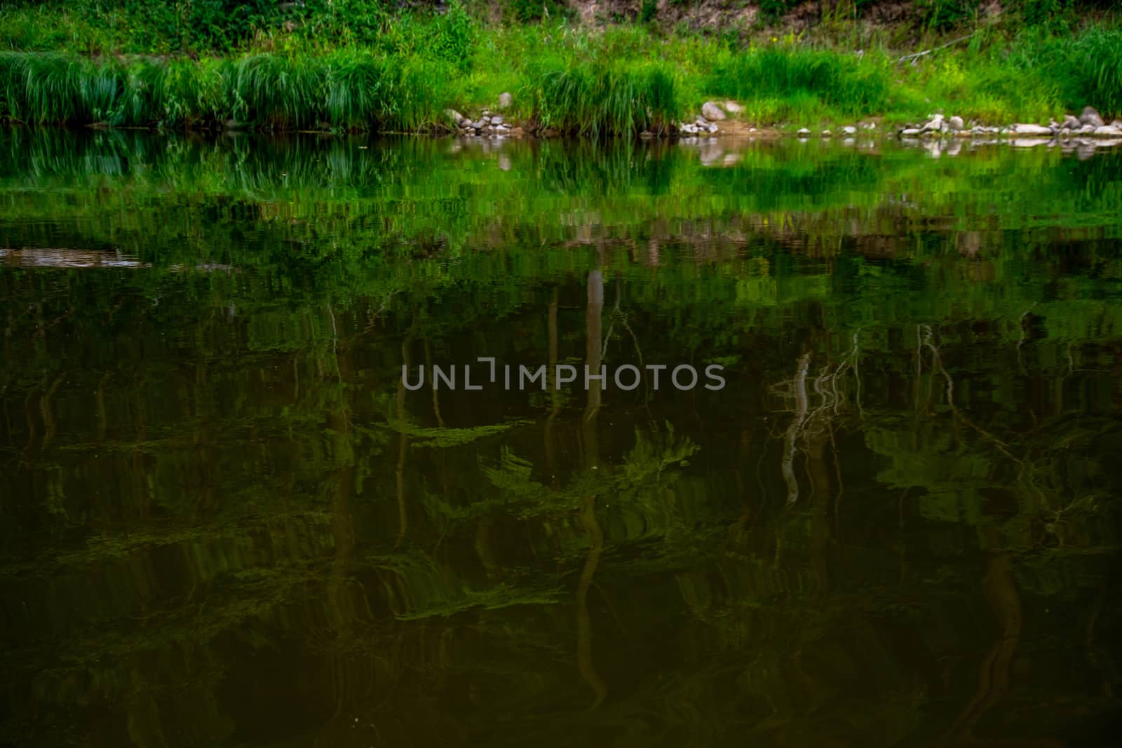 Landscape of river, green long grass and stones on the coast. Green forest reflection in water. Gauja is the longest river in Latvia, which is located only in the territory of Latvia. 

