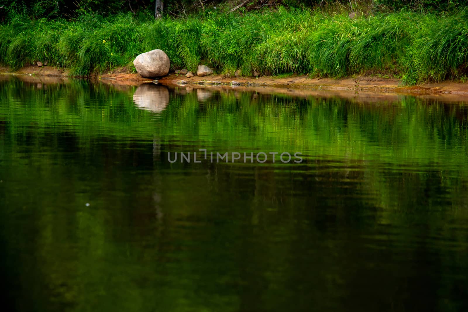 Landscape of river, green long grass and stones on the coast. Green forest reflection in water. Gauja is the longest river in Latvia, which is located only in the territory of Latvia. 

