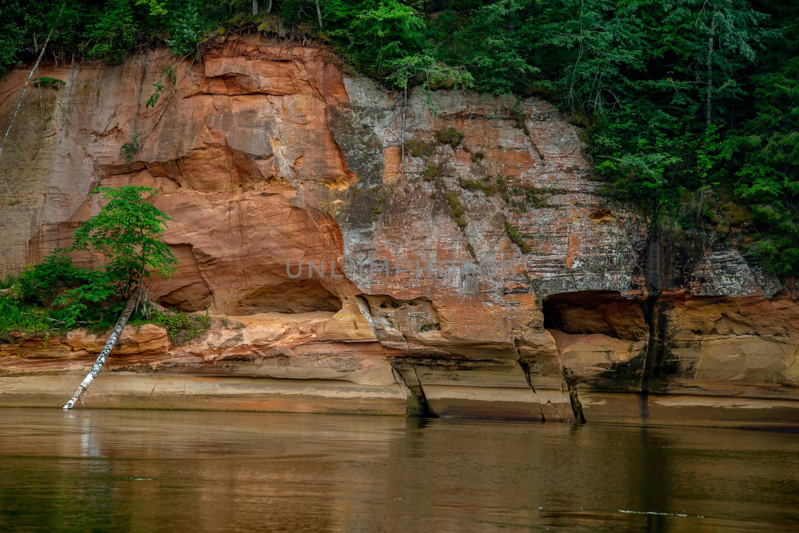 Closeup of sandstone cliff formation with cave on bank of river Gauja in Latvia. Birch in the river near the cliff. Gauja is the longest river in Latvia, which is located only in the territory of Latvia. 

