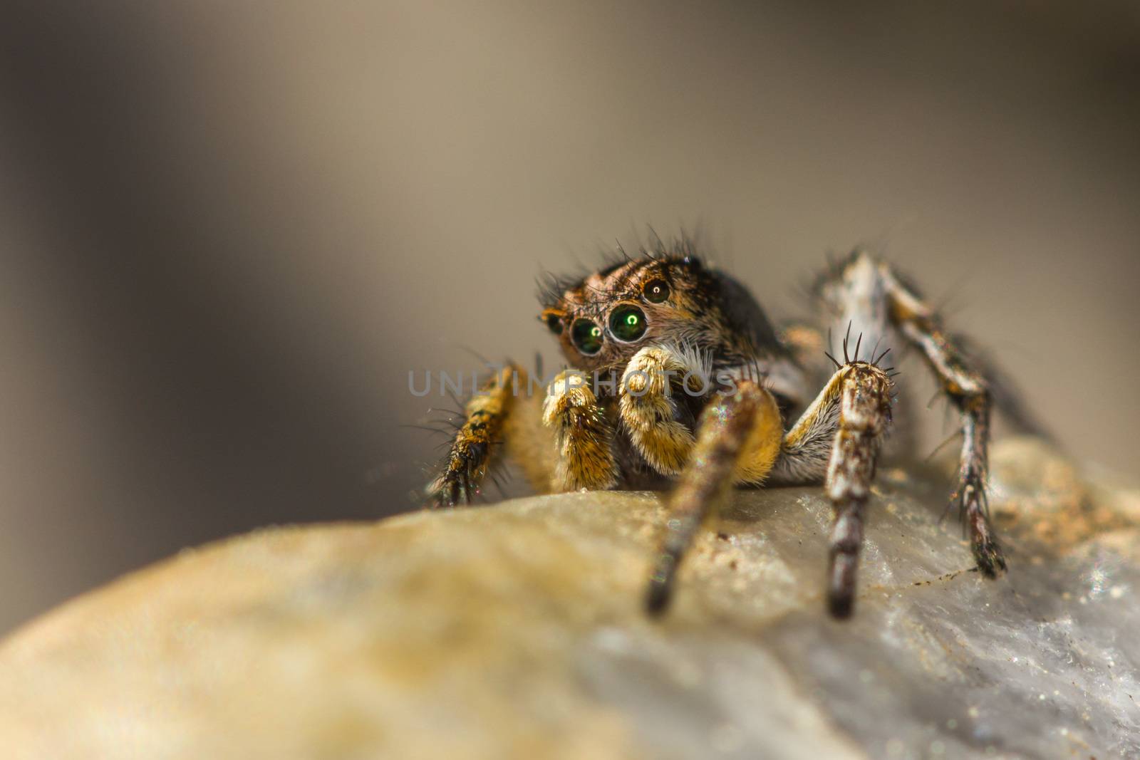 This spider is known to eat small insects like grasshoppers, flies, bees as well as other small spiders.