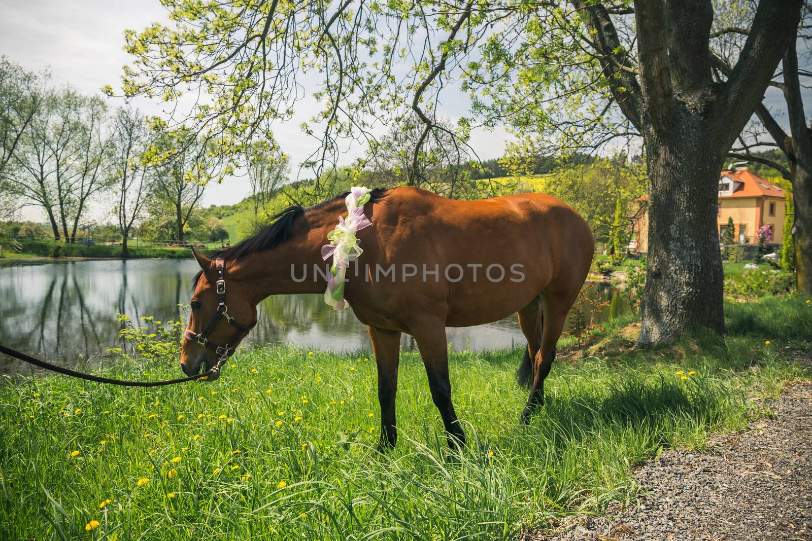 Brown horse with decoratice wreath collar as wedding gift in the summer.