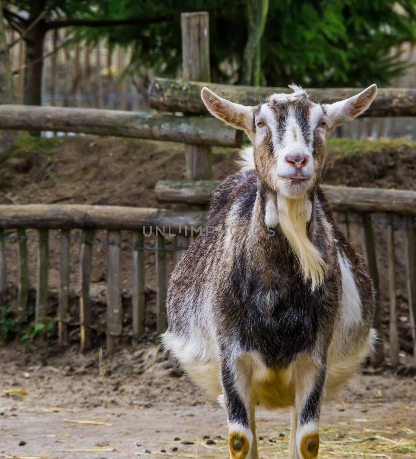 White and grey male goat, buck with a beard, Color variation of a white milk goat, Farm animal by charlottebleijenberg
