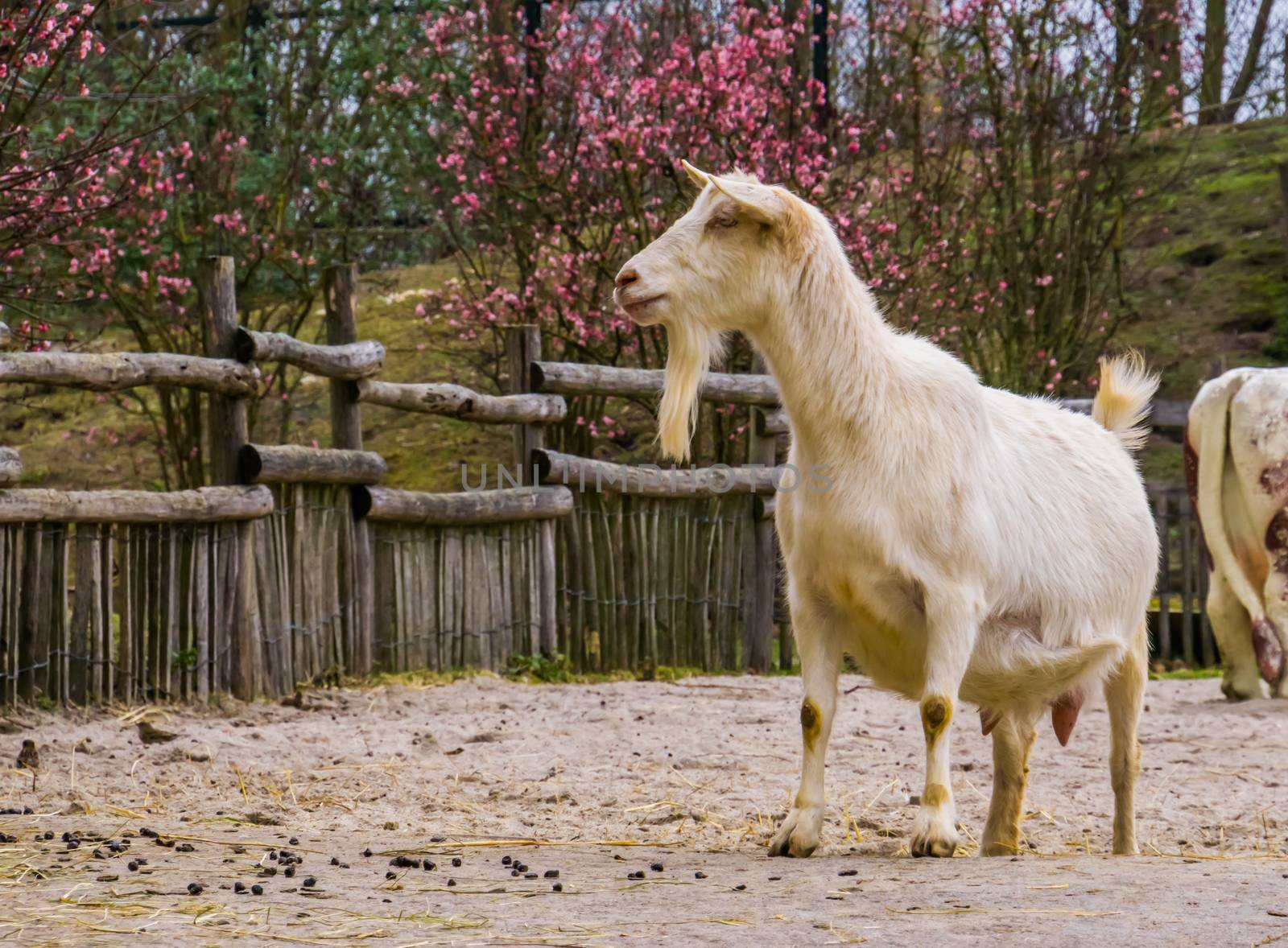 Male white goat with a beard, white milk goat a popular dutch hybrid breed, Farm animals by charlottebleijenberg