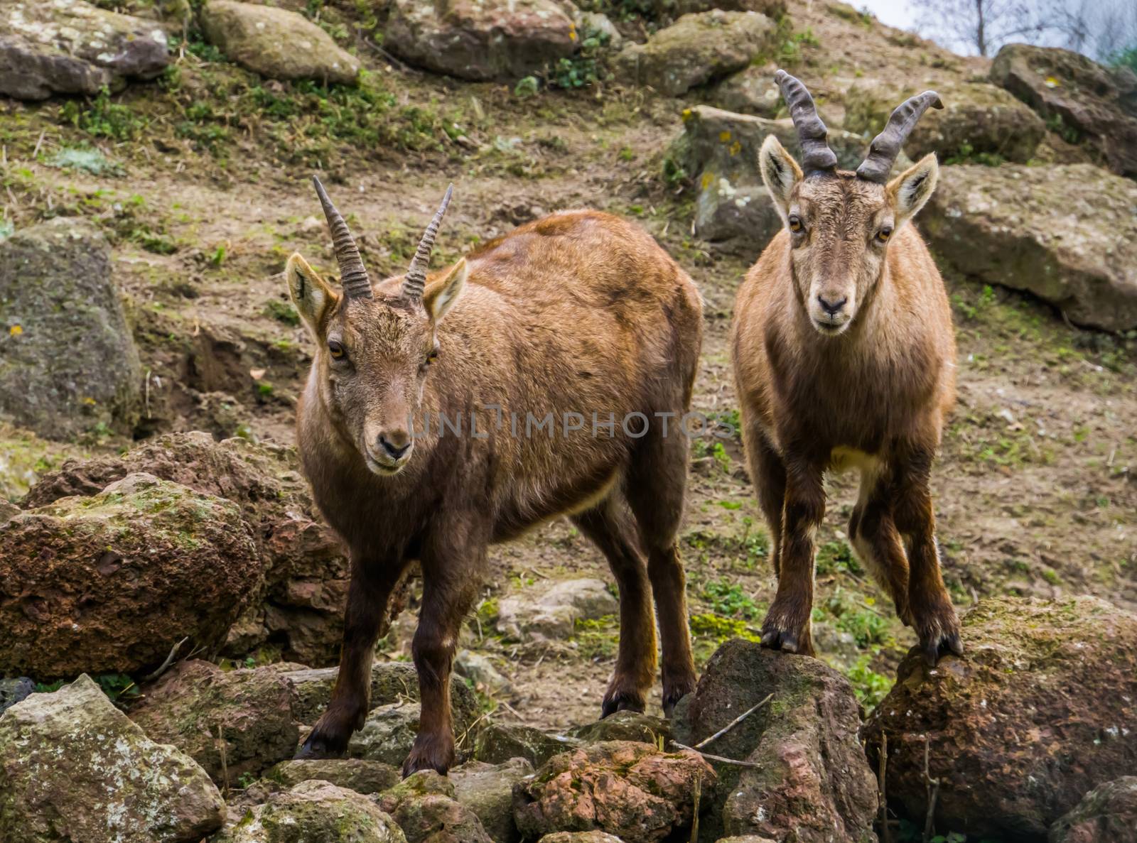 two alpine ibexes standing next to each other, Animals from the mountains of Europe