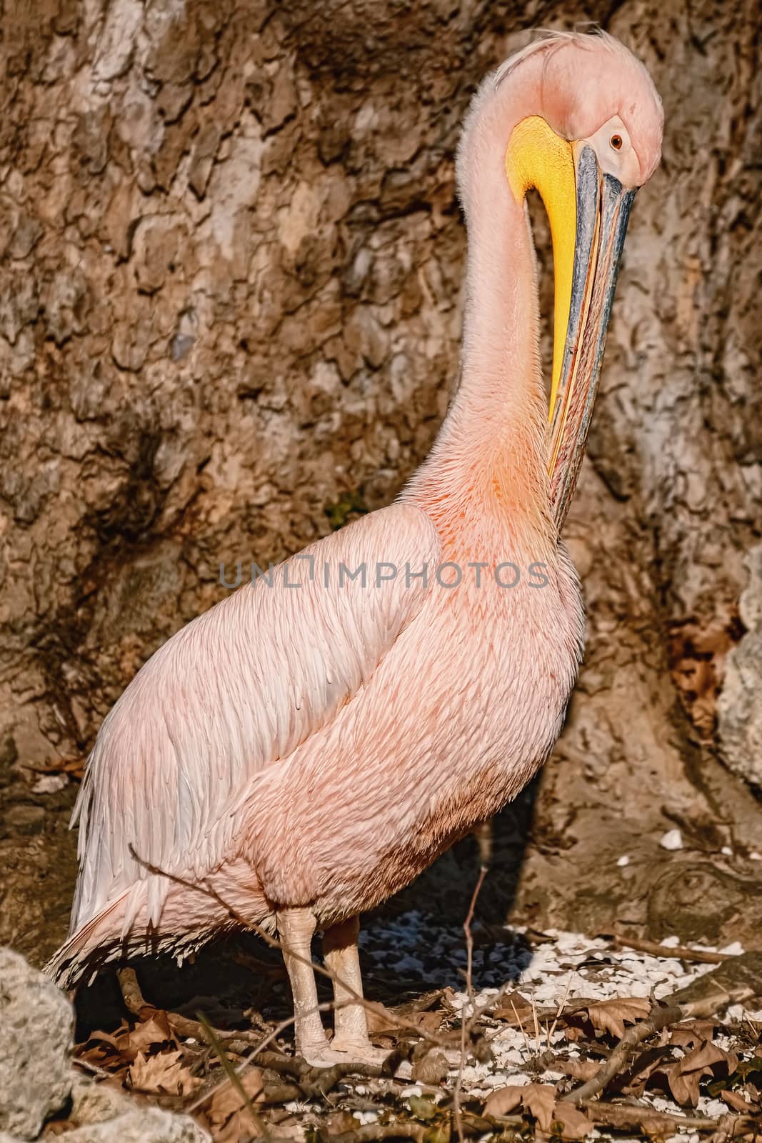 Pelican standing on the shore near the treee