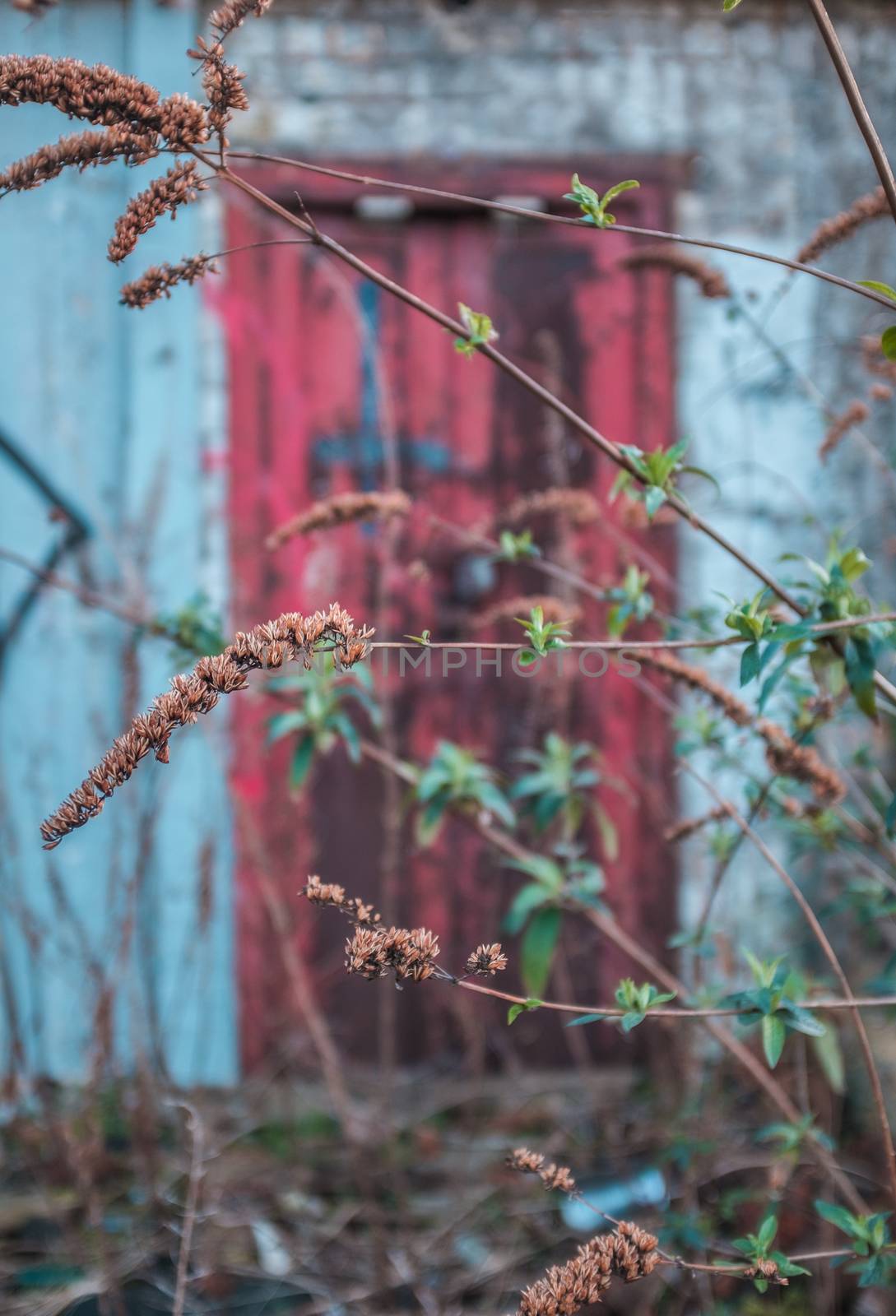 Urban Blight Image Of Plants Growing Outside An Old Derelict Building