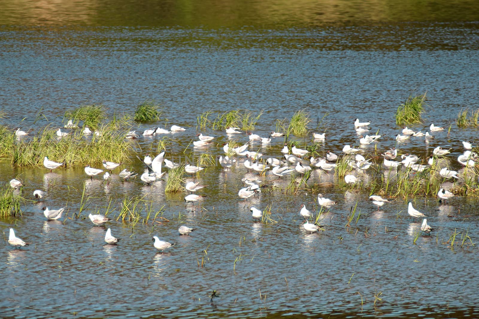 a flock of seagulls sitting in the thickets of grass on the river.