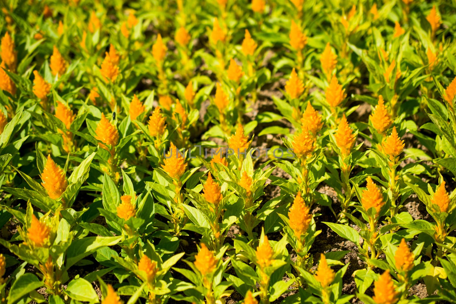 Beautiful fresh flowers in nature background