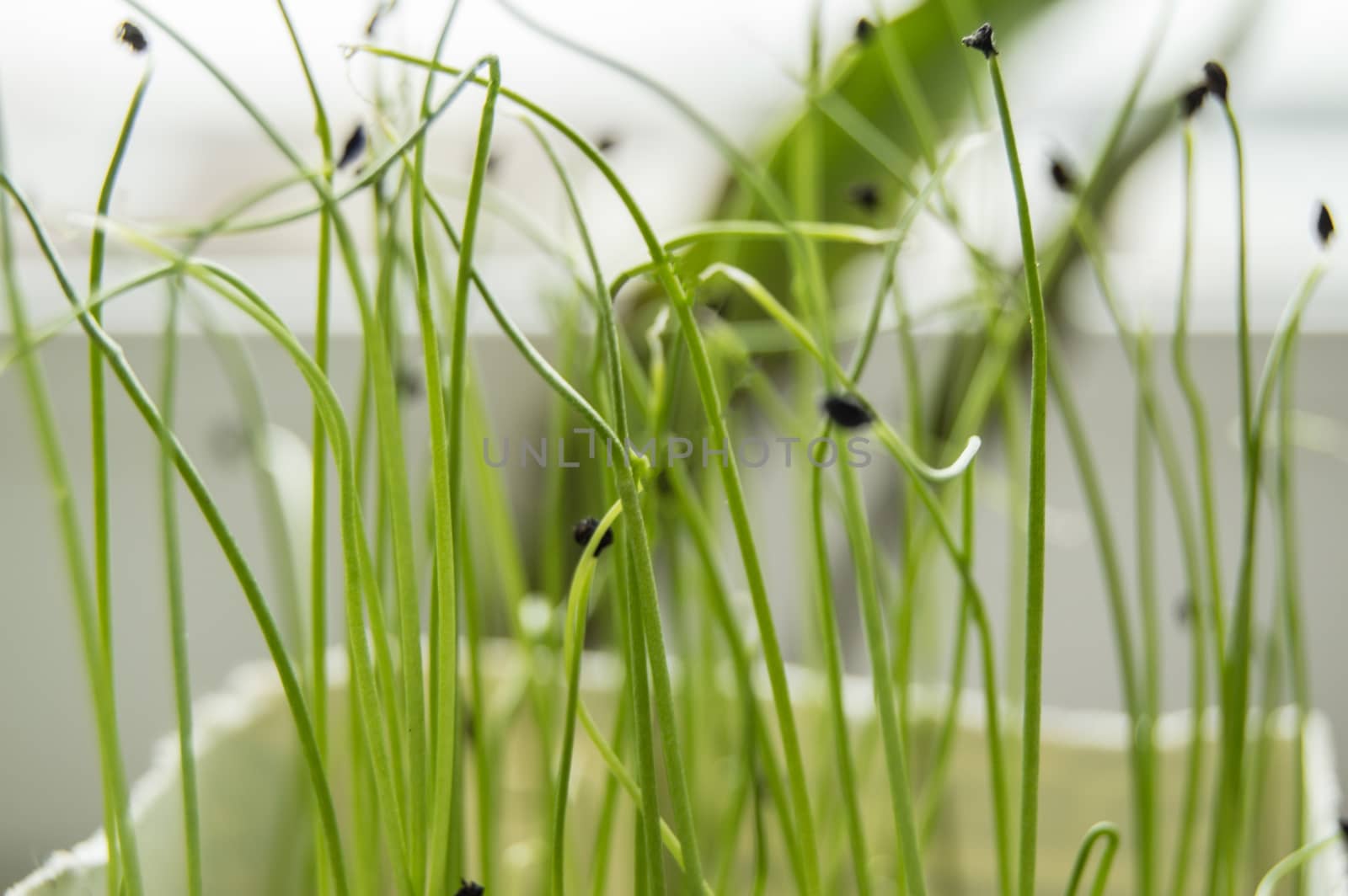 Young shoots of plants germinated from seed, the concept of the step of cultivation of seeds of agricultural plants, blurred background, bokeh.