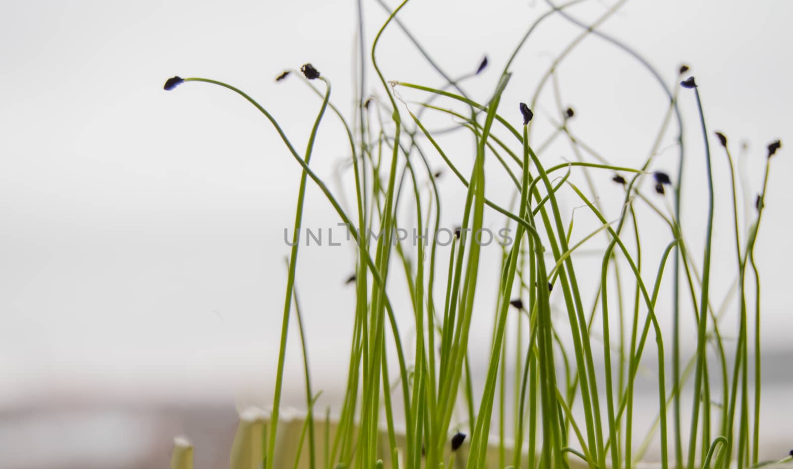 Young shoots of plants germinated from seed, the concept of the step of cultivation of seeds of agricultural plants, blurred background, bokeh.