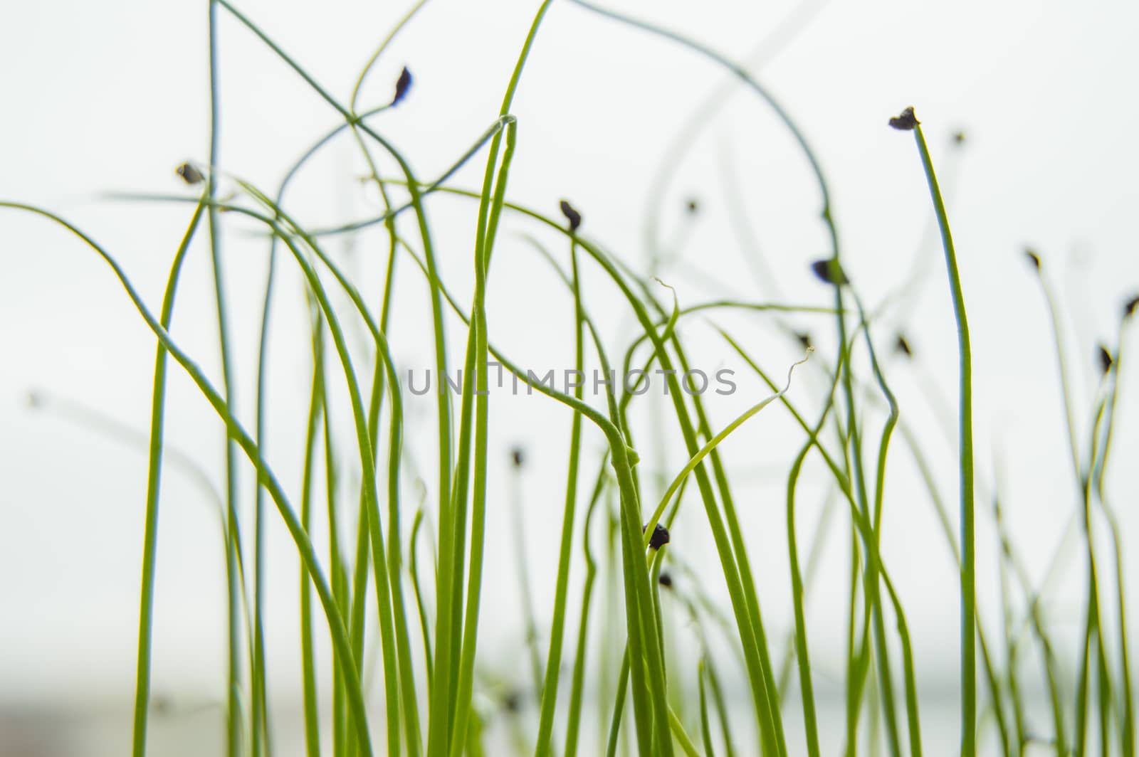 Young shoots of plants germinated from seed, the concept of the step of cultivation of seeds of agricultural plants, blurred background, bokeh.