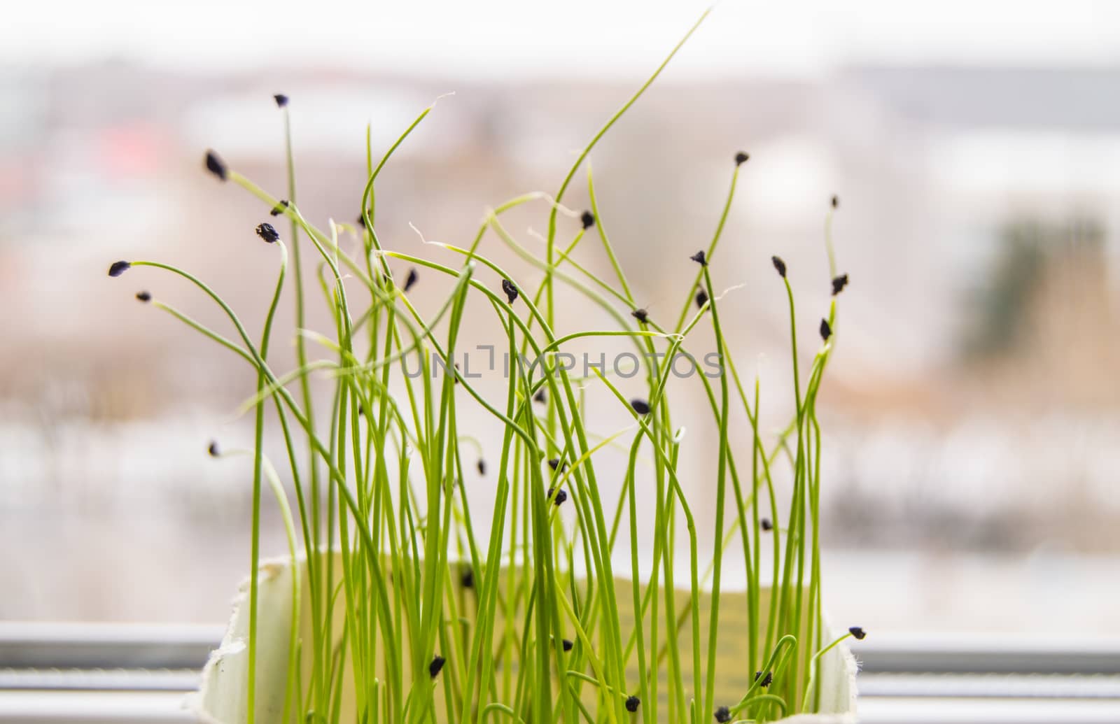 Young shoots of plants germinated from seed, the concept of the step of cultivation of seeds of agricultural plants, blurred background, bokeh.