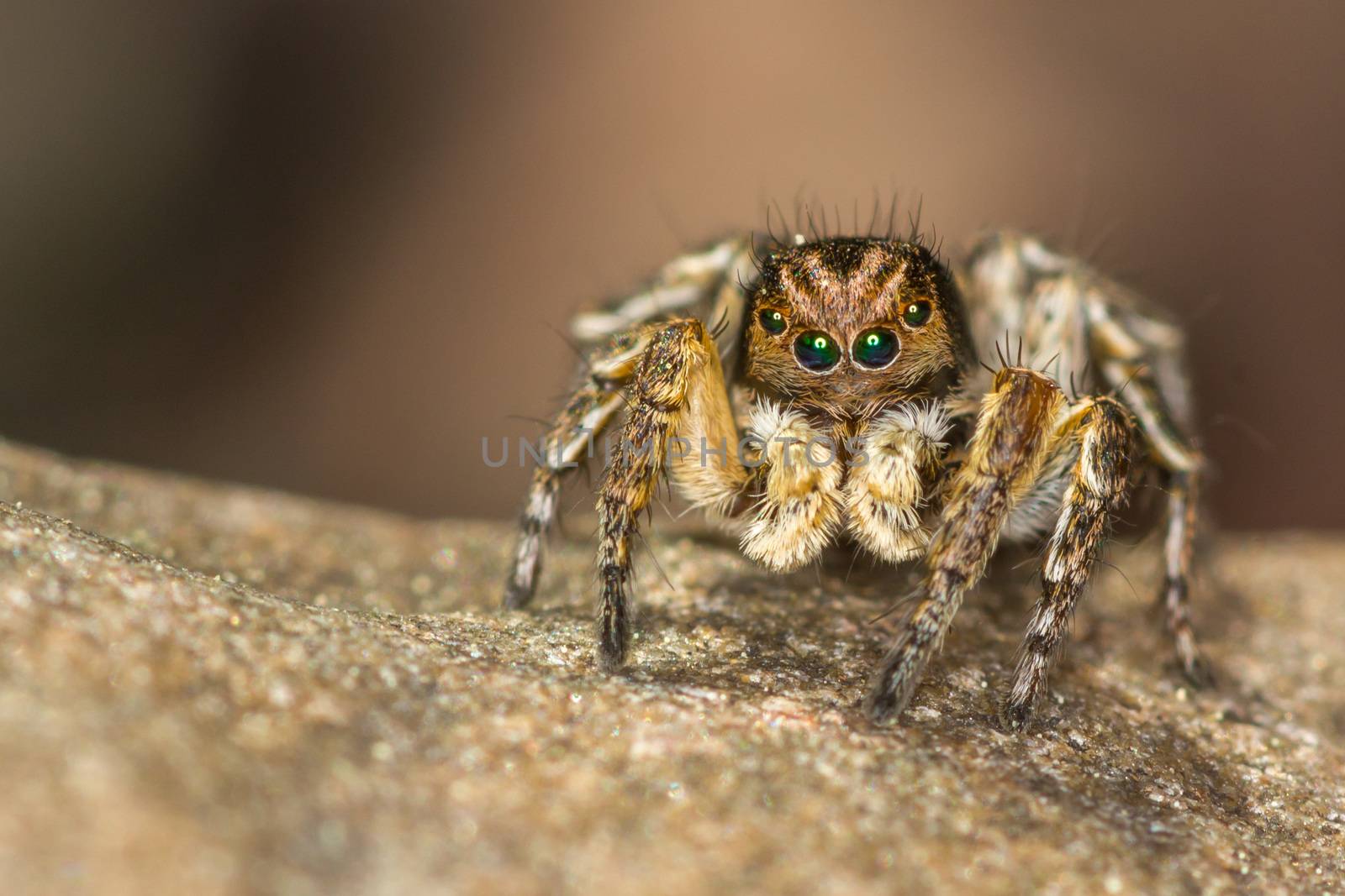 This spider is known to eat small insects like grasshoppers, flies, bees as well as other small spiders.