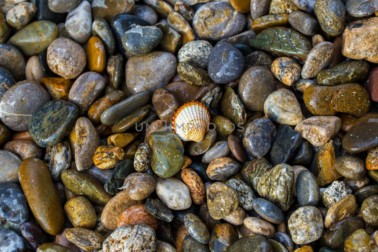 Abstract background with wet multi-colored sea stones and white sea shell