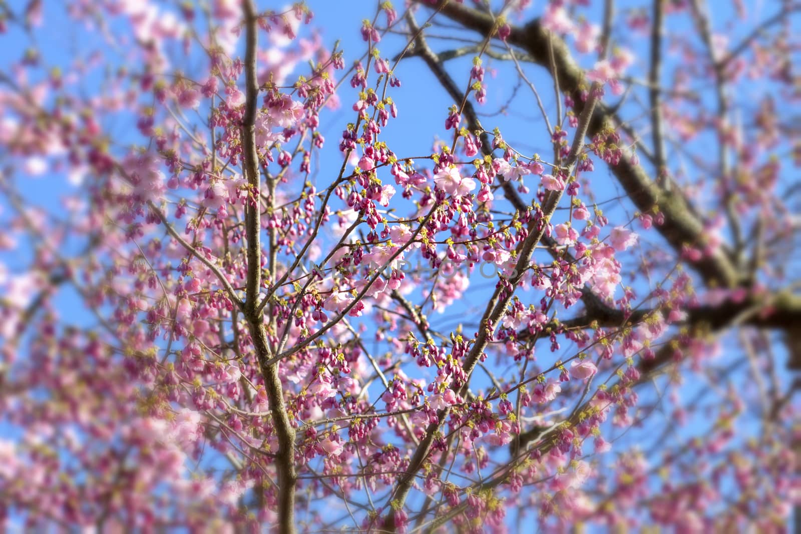 Cherry blossoms over blue sky background