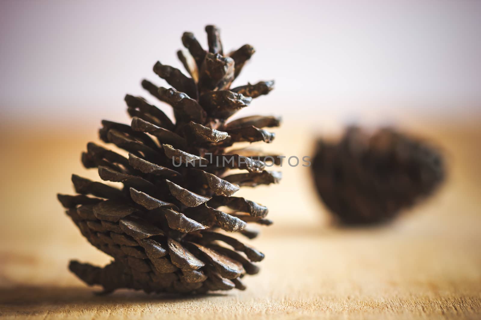 Close up dry pine cone on wooden table in morning sunlight. by SaitanSainam