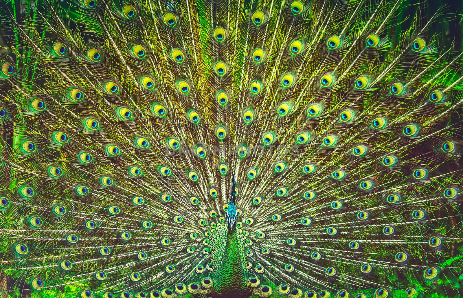 Amazing peacock tail by Anna_Omelchenko