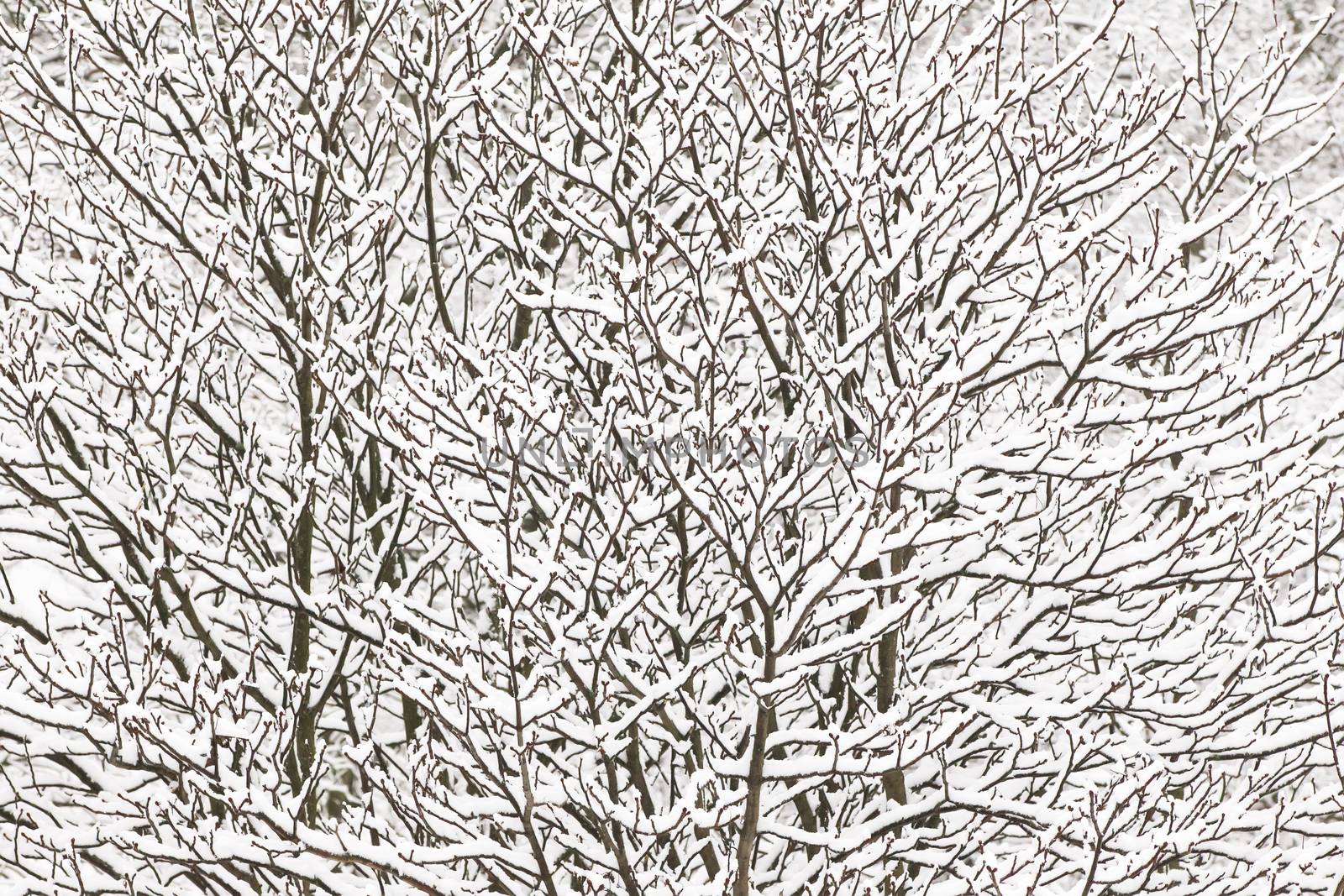 Texture of branches covered with snow. Winter pattern of snow-covered branches