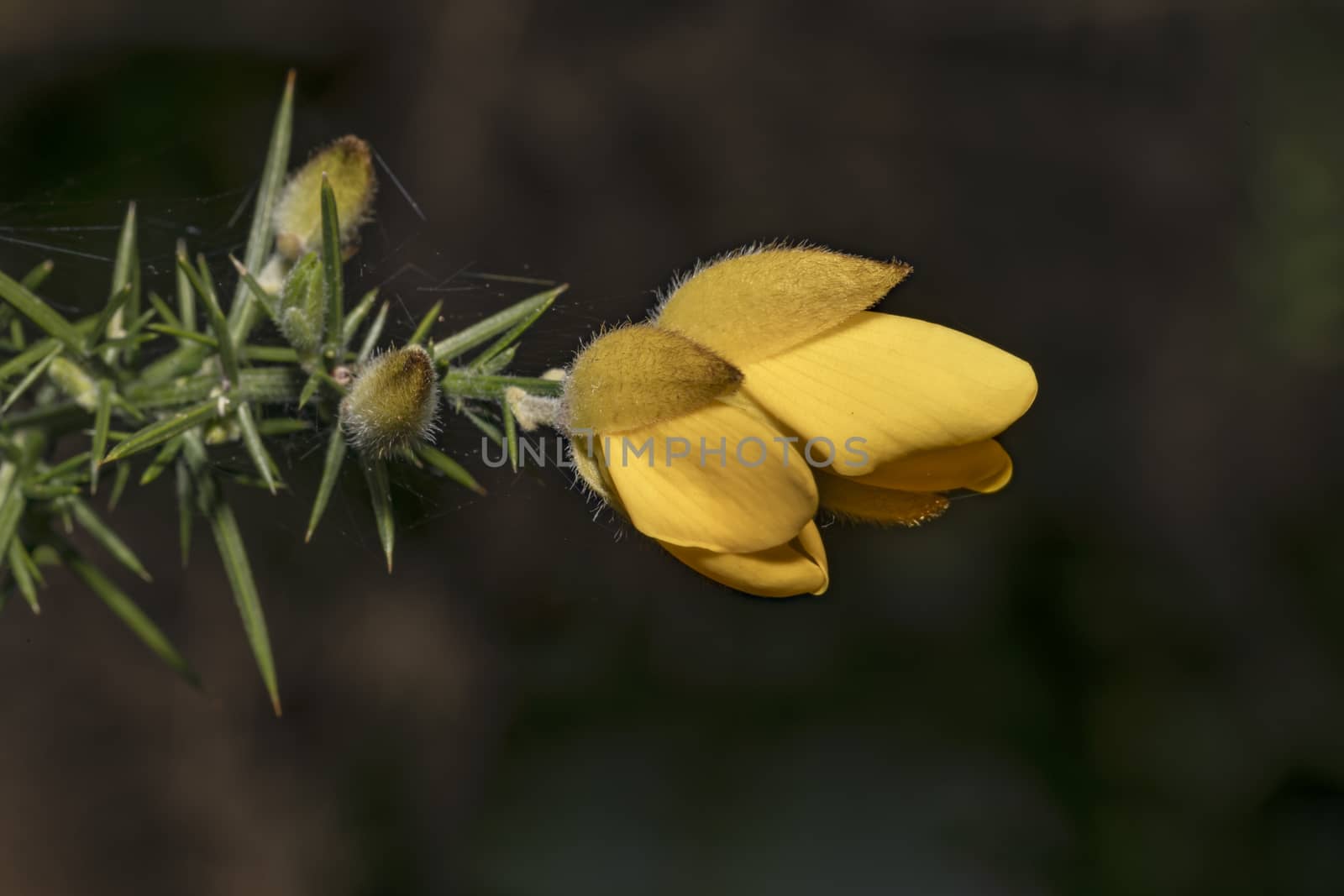 Ulex europaeus, yellow flowers close up