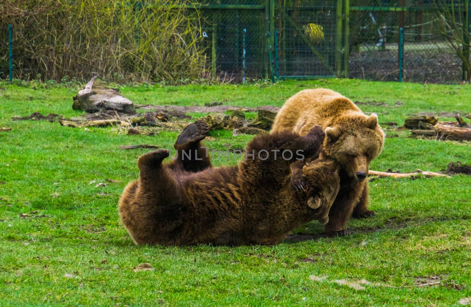 two brown bears romping with each other, playful animal behavior, common animals in Eurasia
