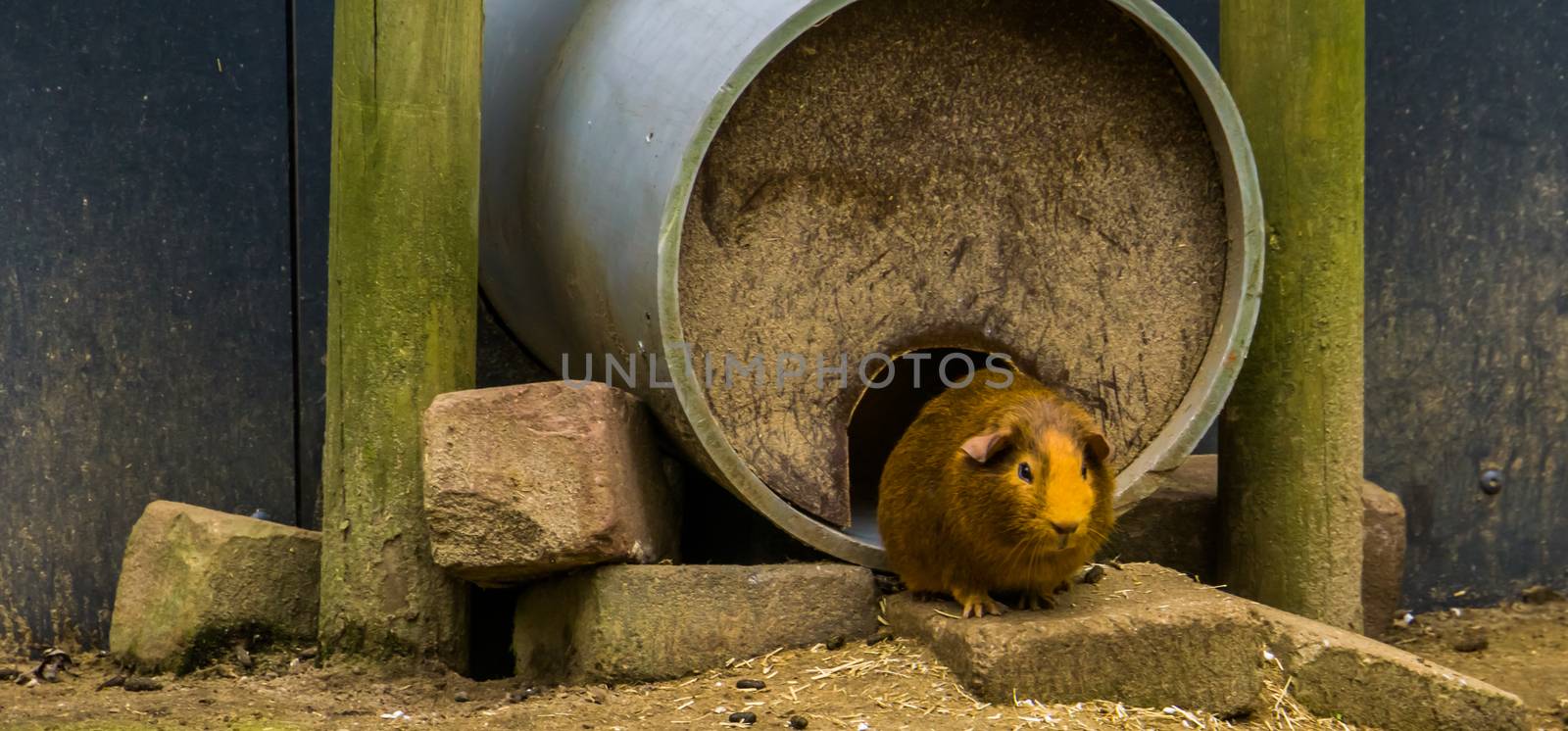 domestic brown guinea pig, popular pet, Rodent from America by charlottebleijenberg