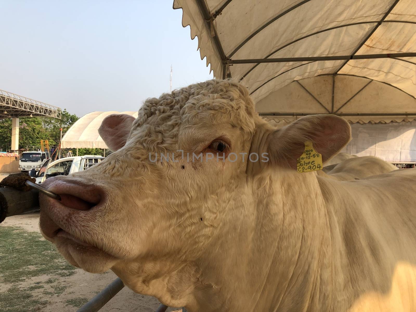 White cow The Charolais is a breed of  beef