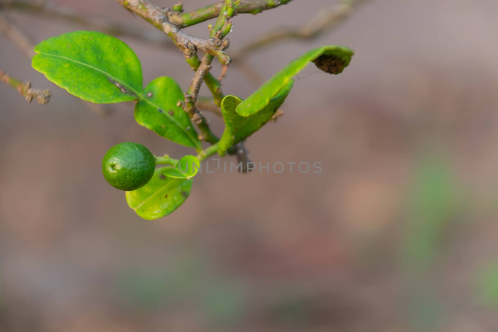 Close up of he Bergamot tree in the garden in thailand by Banglade