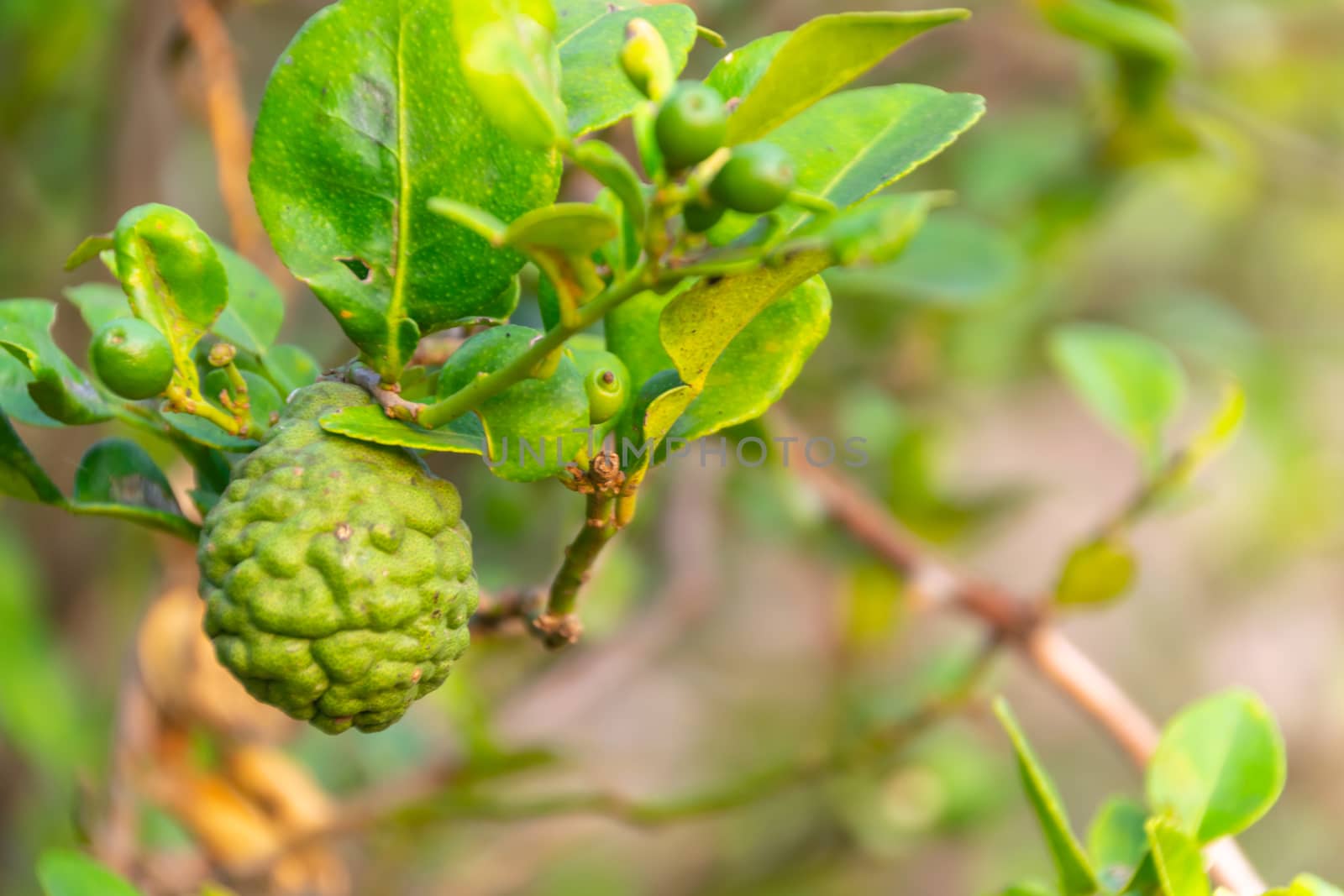 Close up of he Bergamot tree in the garden in thailand