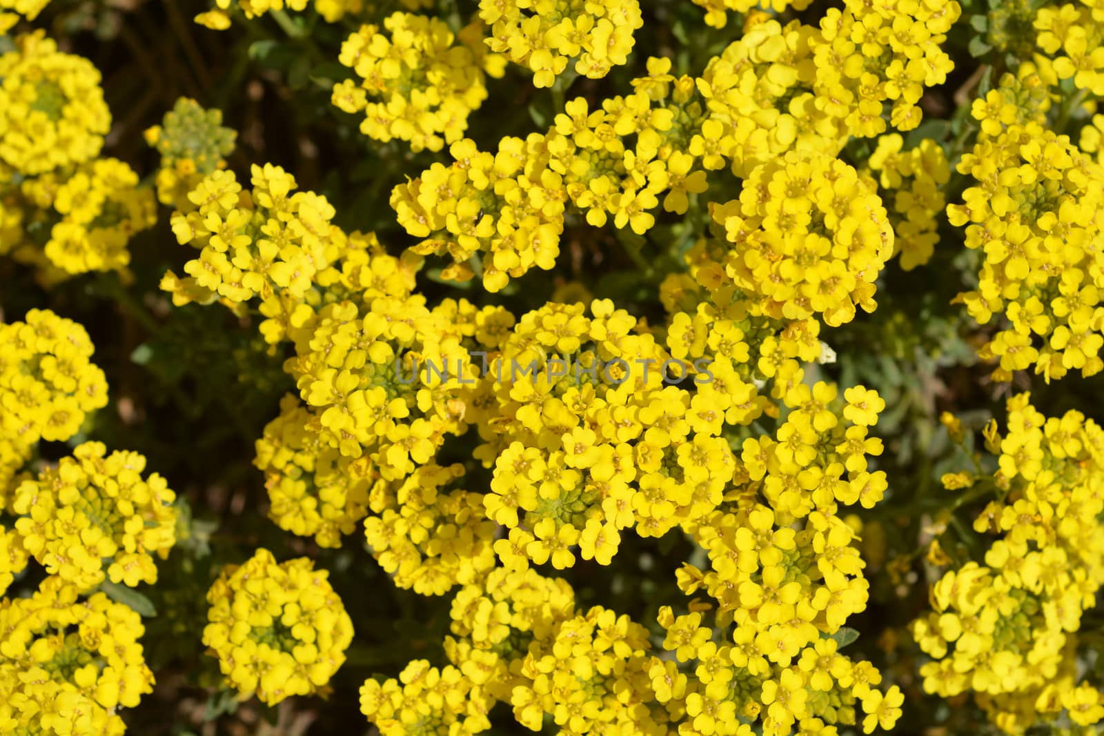 Creeping alyssum by nahhan