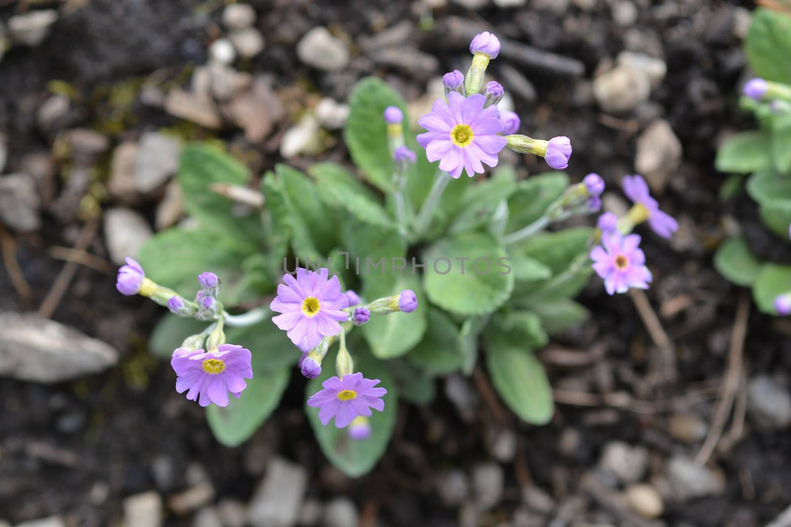 Long-flowered primrose - Latin name - Primula halleri