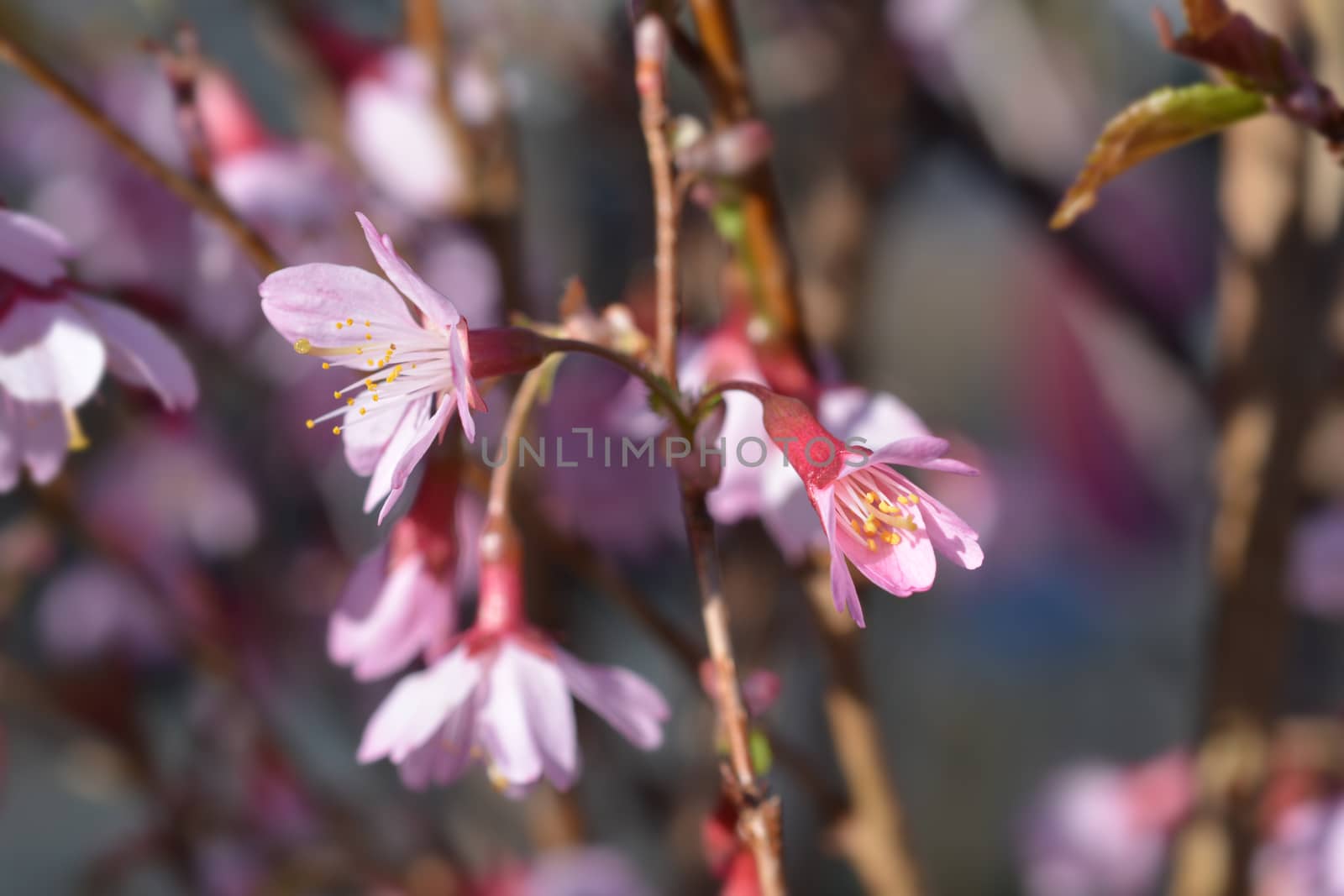 Okame Flowering Cherry - Latin name - Prunus x incam Okame