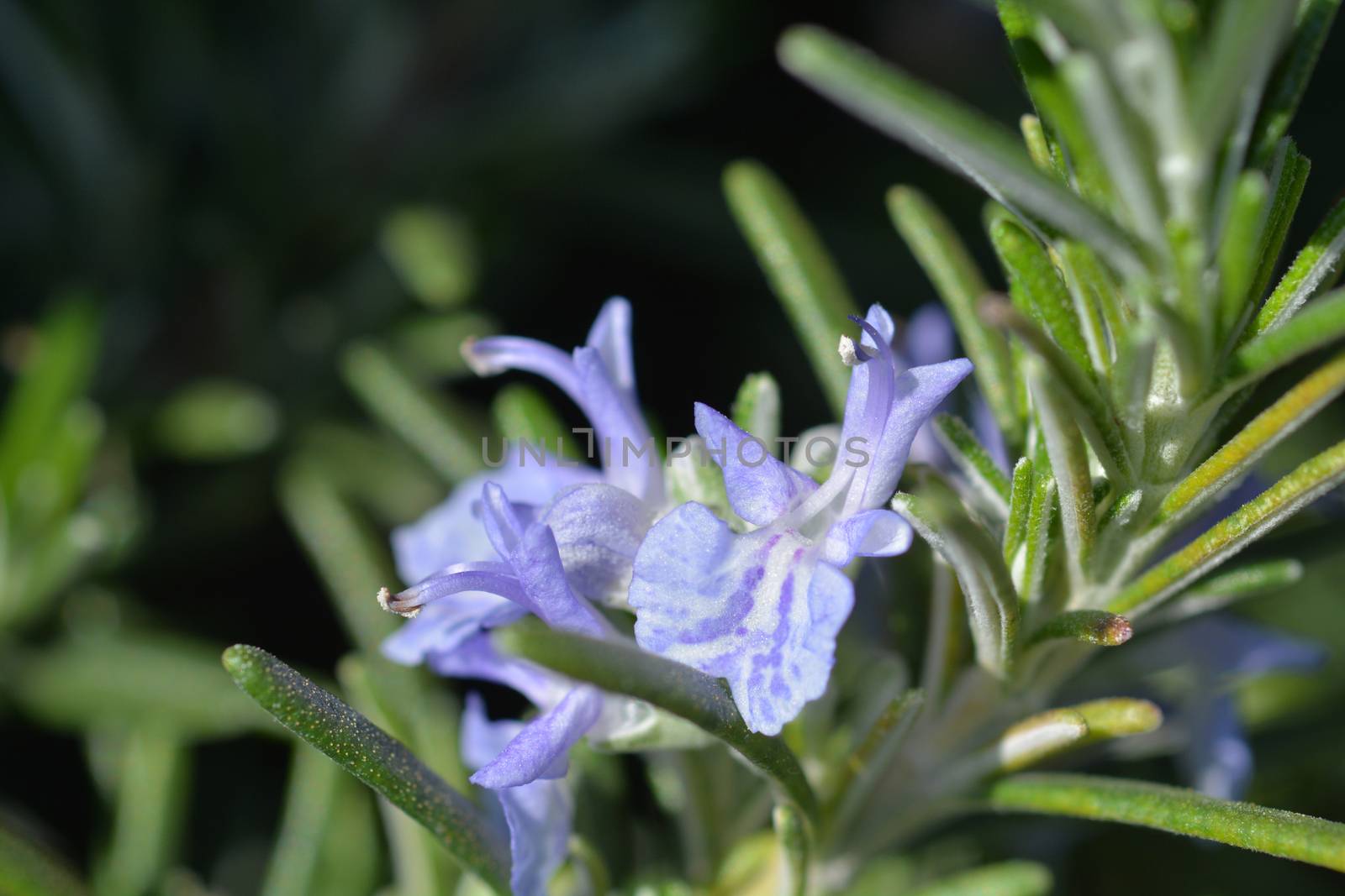 Rosemary flower - Latin name - Rosmarinus officinalis