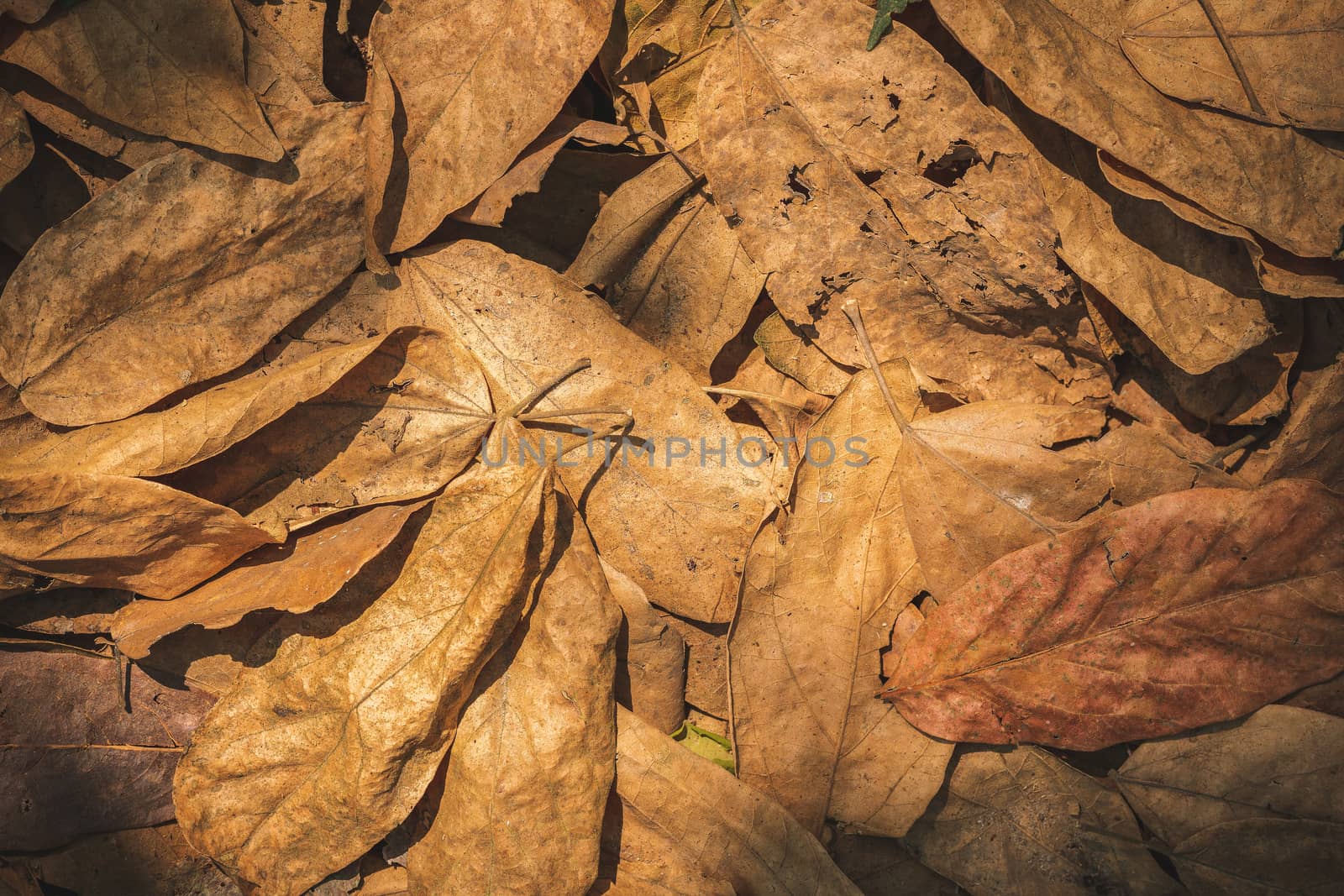 Dry leaves on the ground in the forest. Concept of drought or summer.