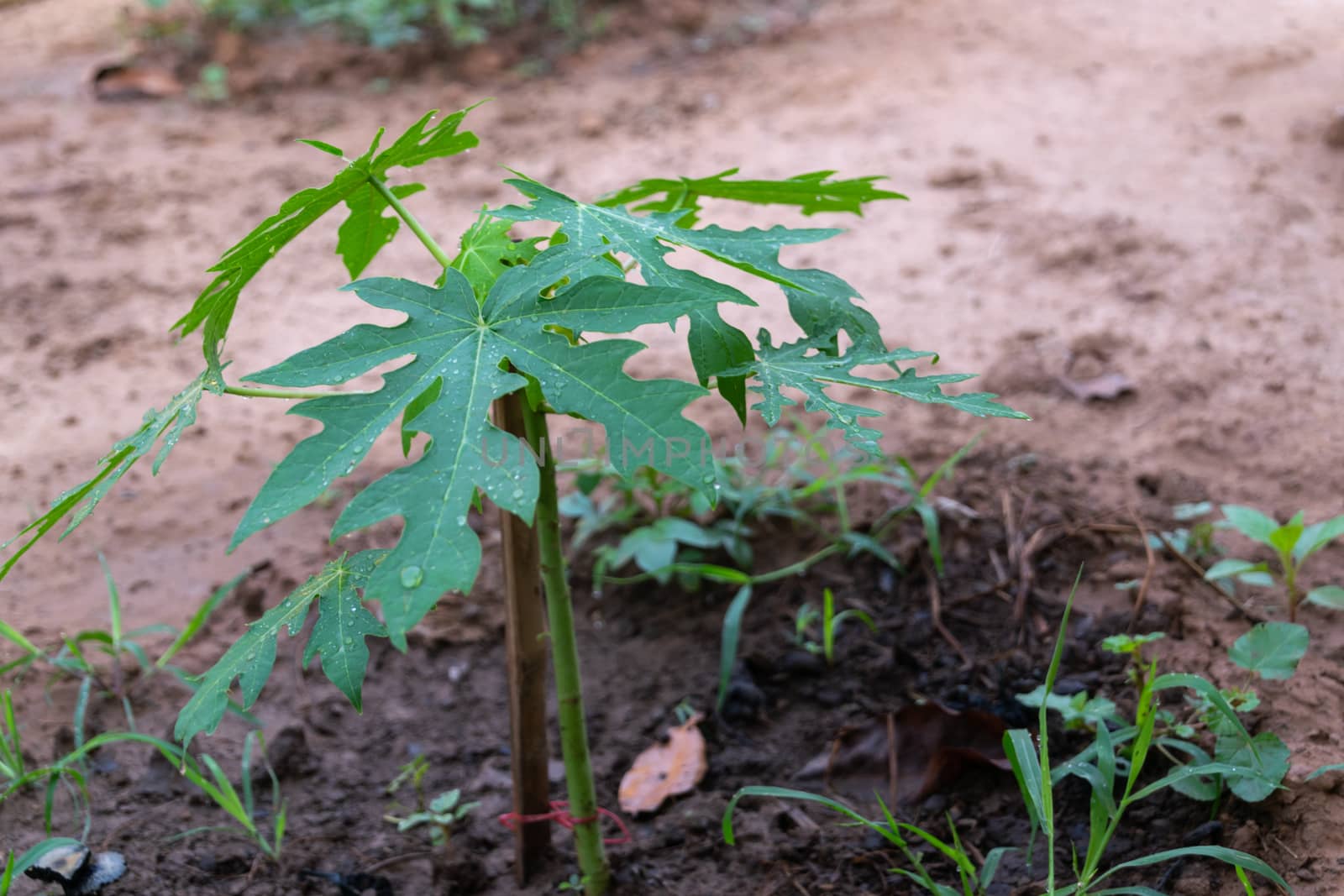 Small papaya tree growing in the garden by Banglade