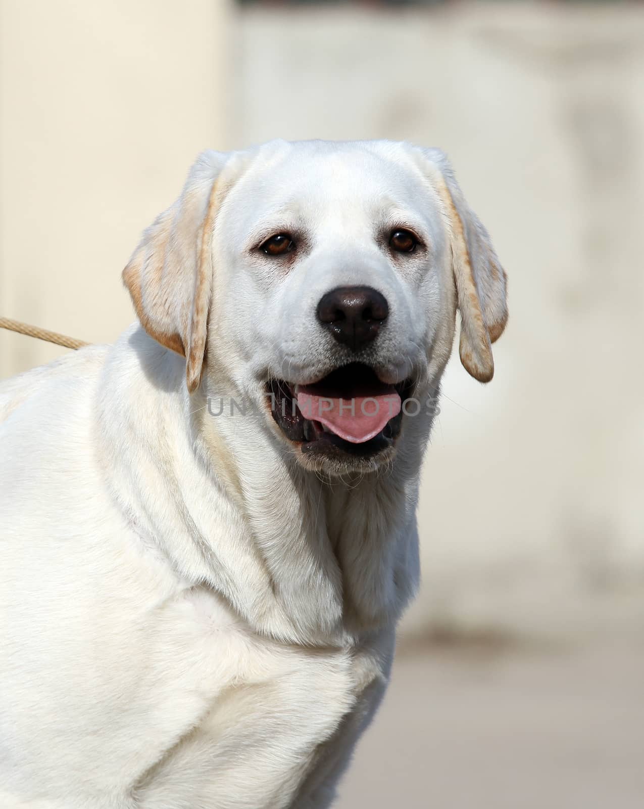 yellow labrador sitting in the park