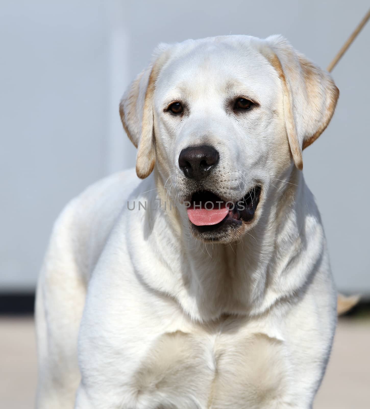 a yellow labrador sitting in the park