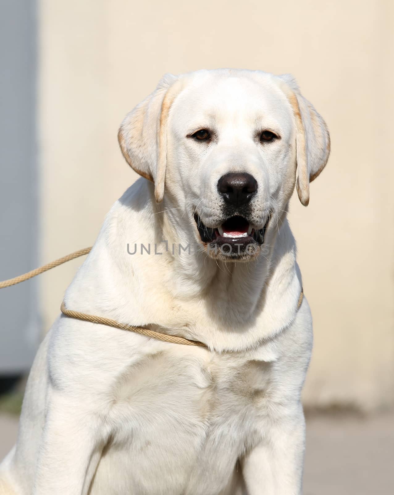 the yellow labrador sitting in the park