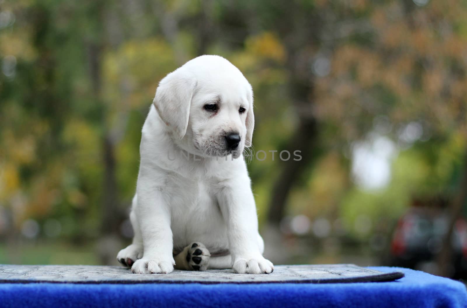 the little yellow labrador puppy sitting on blue background