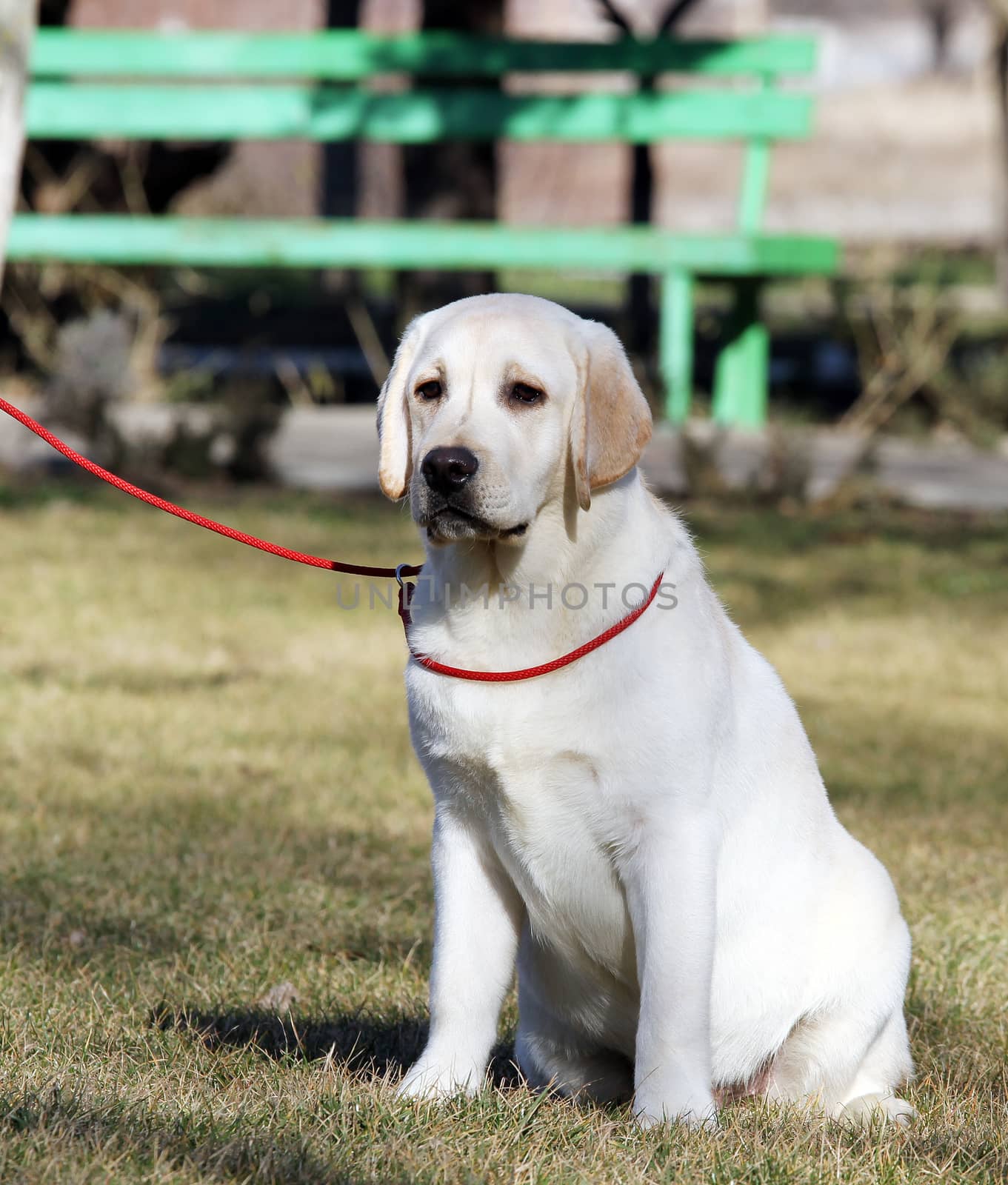 a yellow labrador puppy sitting in the park