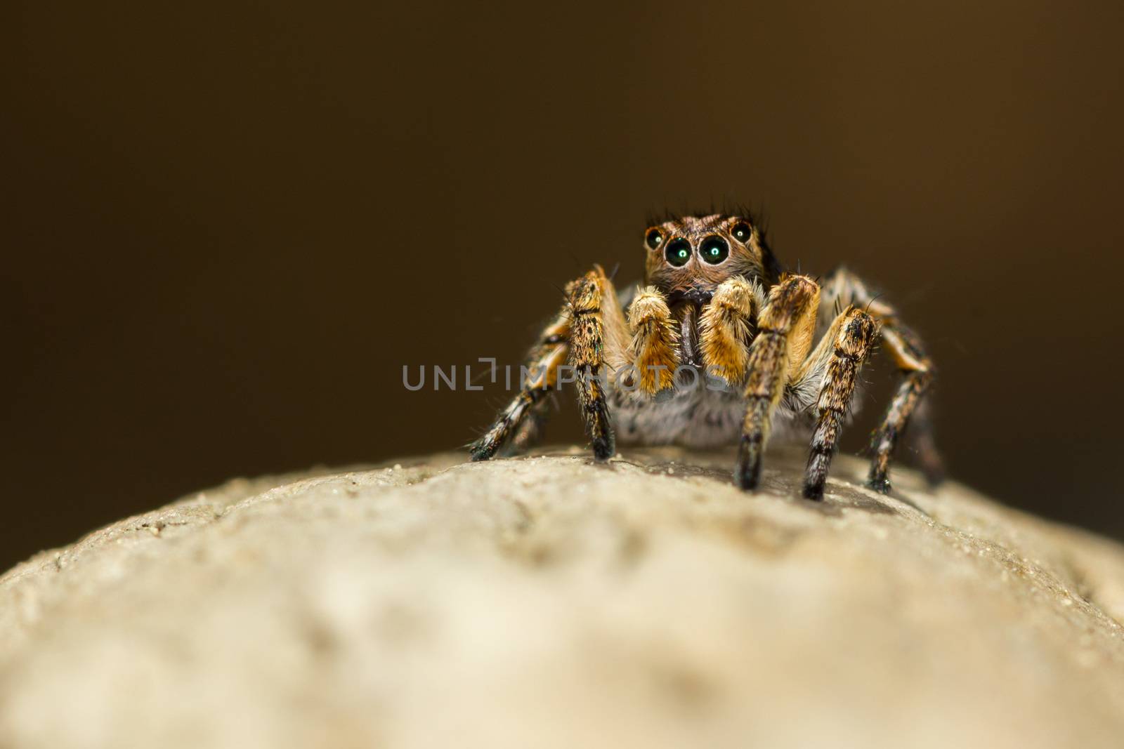 This spider is known to eat small insects like grasshoppers, flies, bees as well as other small spiders.